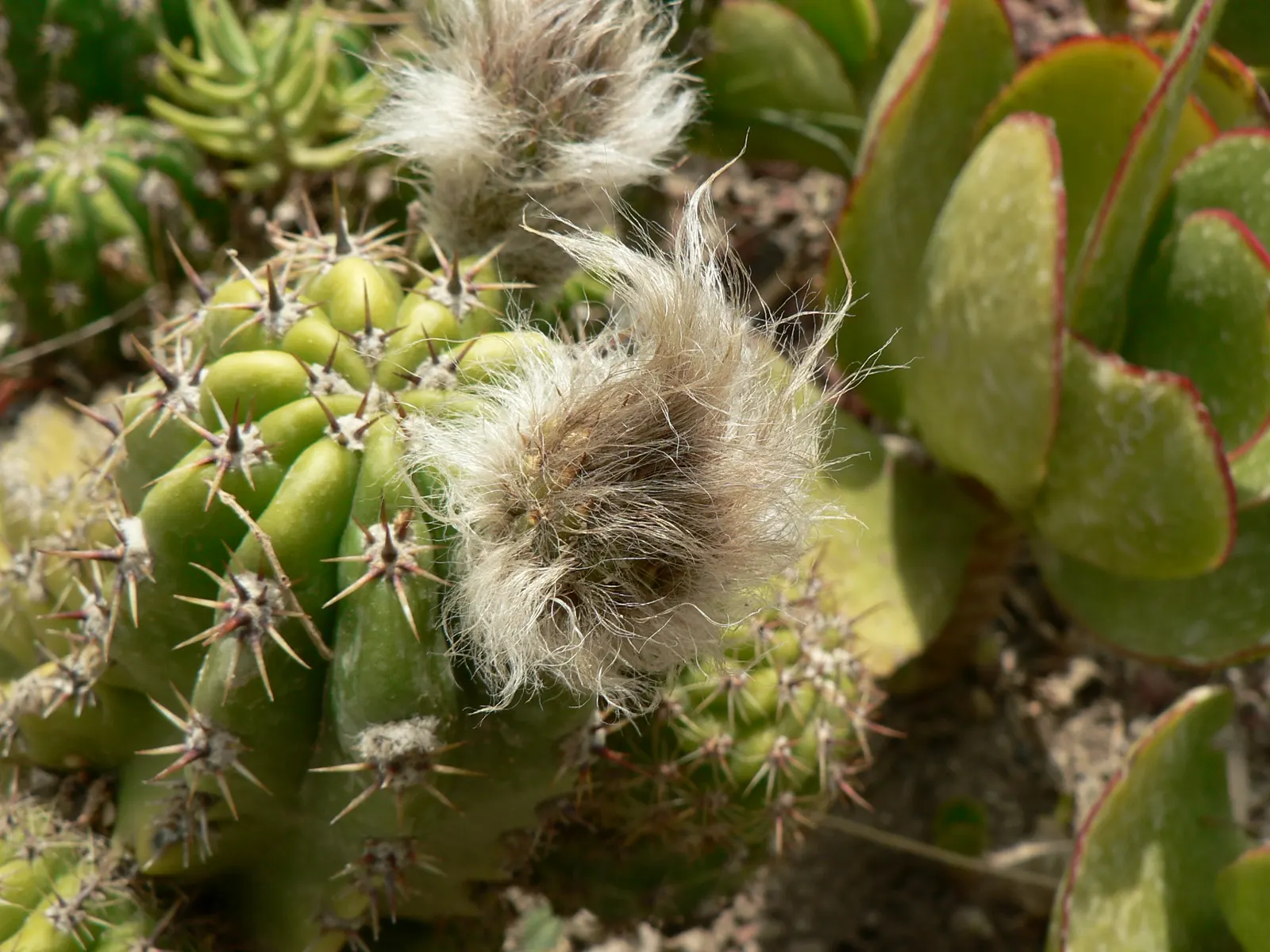Torch Cactus (Echinopsis Candicans) — scientifically known as Echinopsis candicans; is a remarkable specimen that adds a striking visual interest, image 86