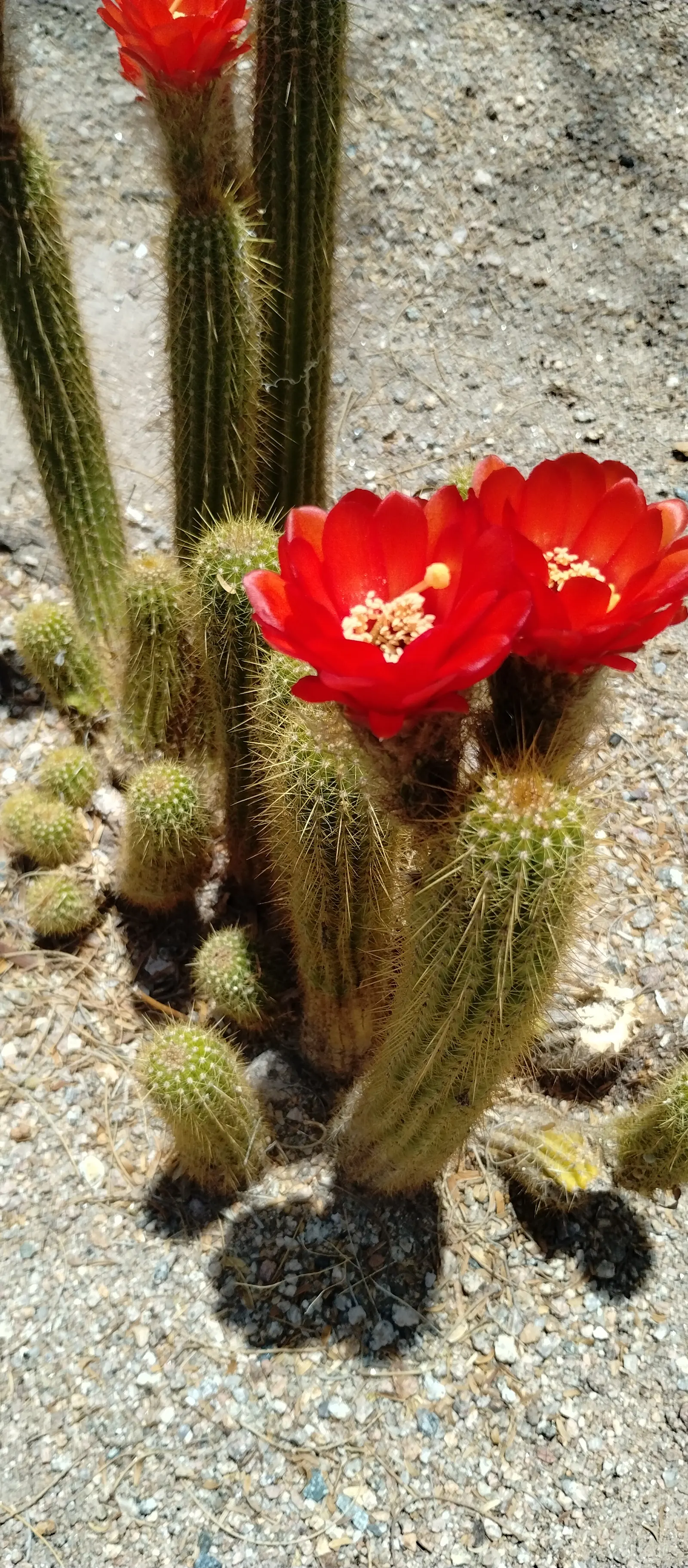 Torch Cactus (Echinopsis Candicans) — although partial shade is tolerable; known for its robust, white flowers, it impresses with a 6-8 inch bloom, image 58