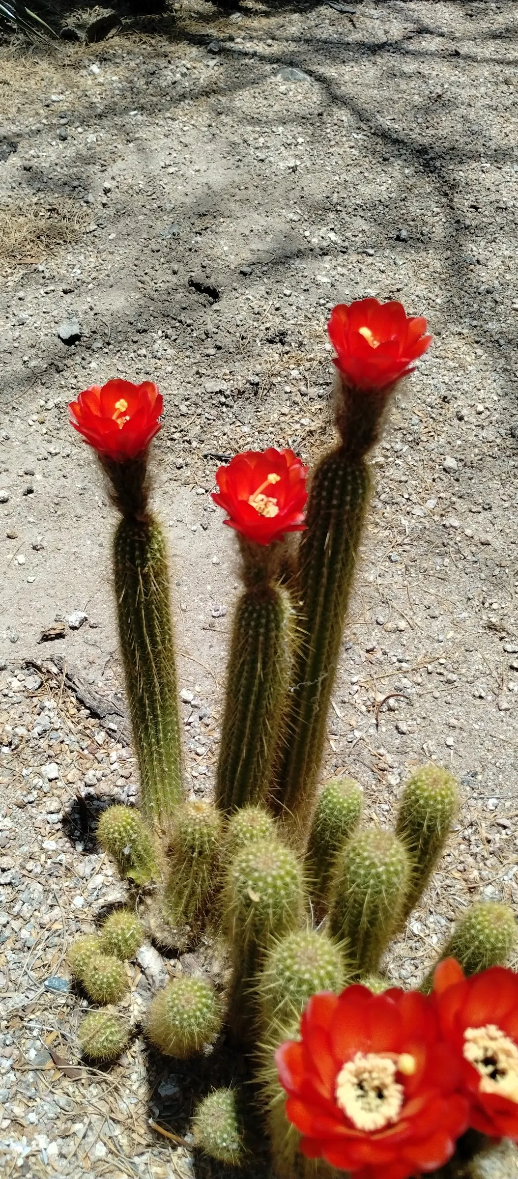 Torch Cactus (Echinopsis Candicans) — white flowers that bloom predominantly at night and occasionally extend into the early morning hours