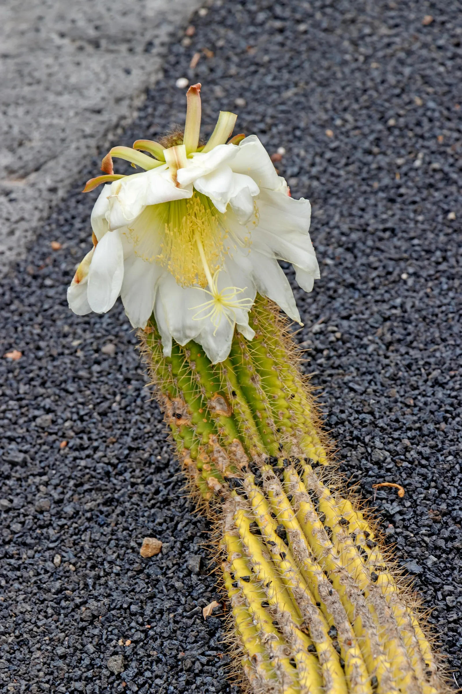 Torch Cactus (Echinopsis Candicans) — The Torch Cactus (Echinopsis candicans) is a stunning Argentine native featuring a globular; this hardy, image 113