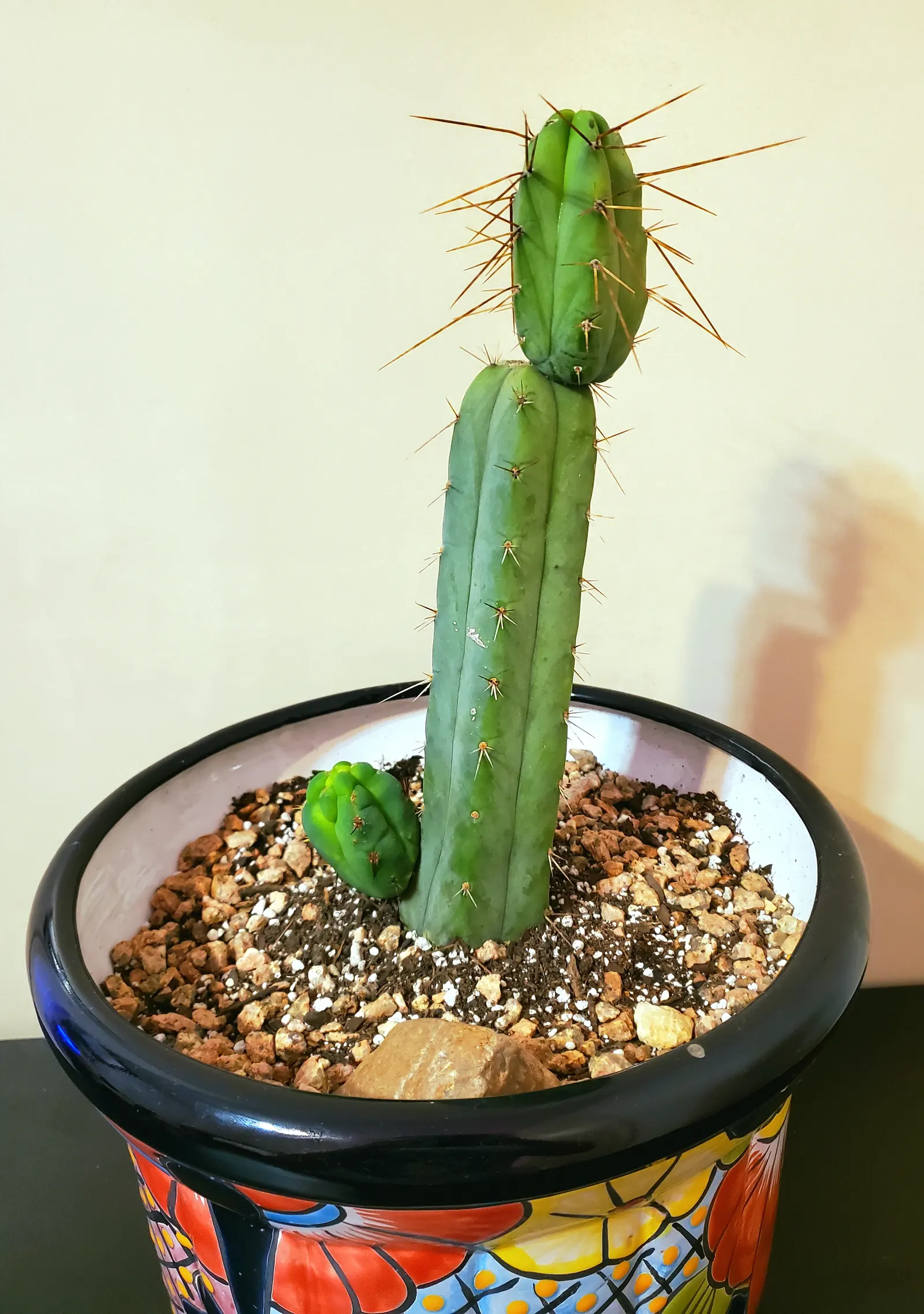 Torch Cactus (Echinopsis Candicans) — green base that expands to 24 inches wide; this low-maintenance cactus is drought-resistant, image 82