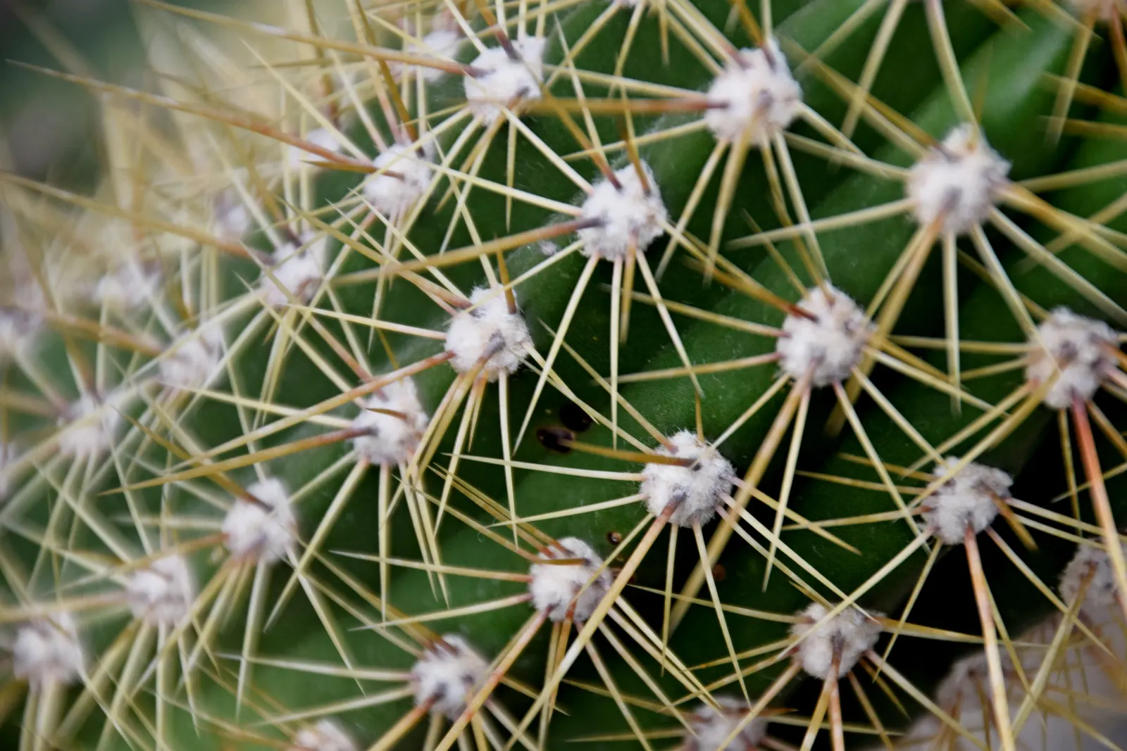 Torch Cactus (Echinopsis Candicans) — white flowers that bloom predominantly at night and occasionally extend into the early morning hours; it, image 120