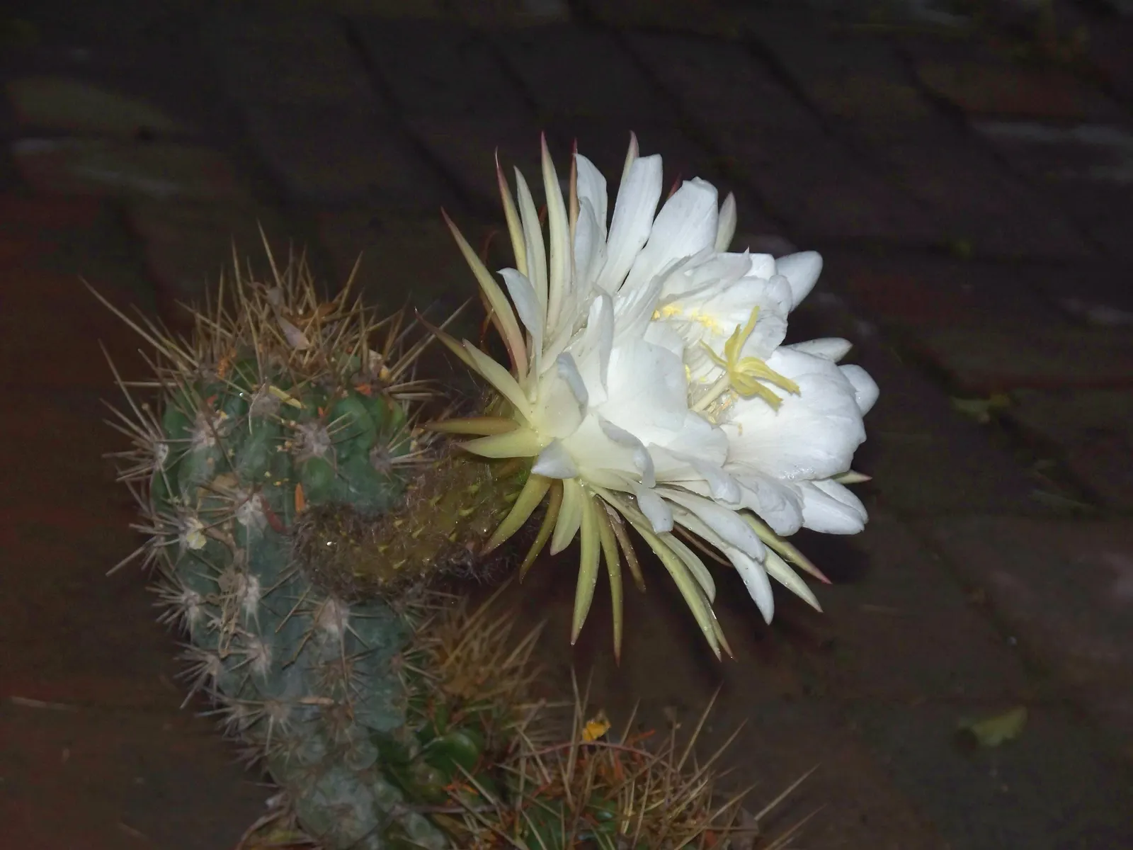 Torch Cactus (Echinopsis Candicans) — This hardy cactus thrives in arid climates, loves full sun, and provides a stark contrast to softer foliage; the blooms