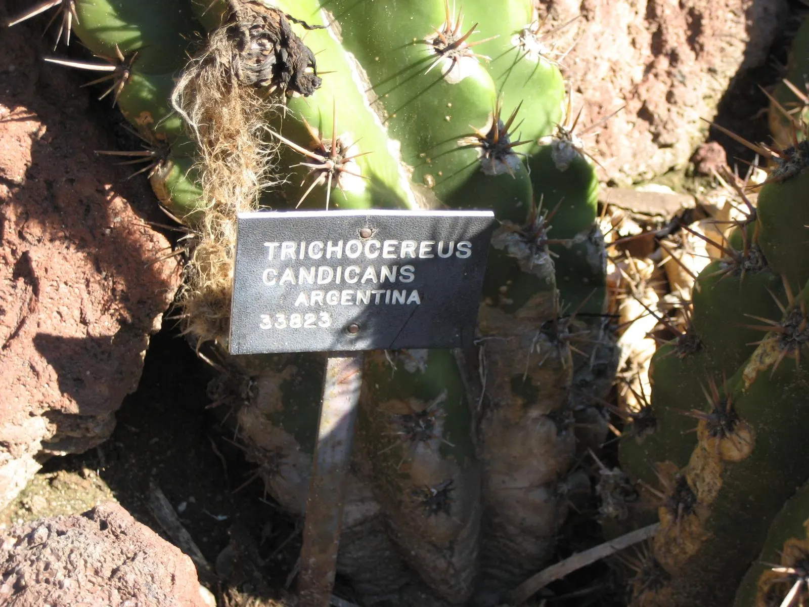 Torch Cactus (Echinopsis Candicans) — white flowers in the garden; cactus with white blooms, image 142