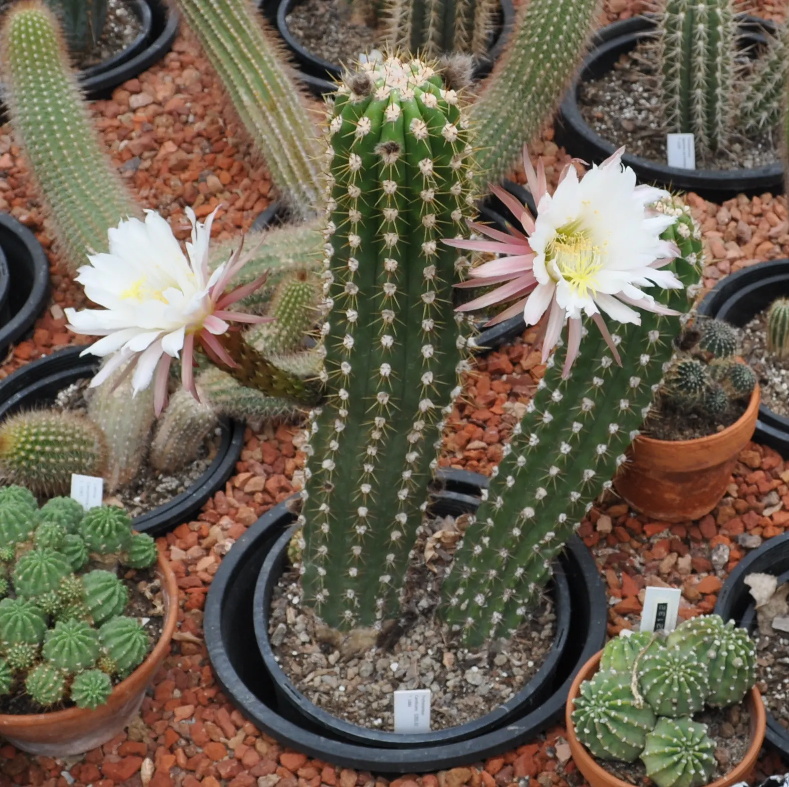 Torch Cactus (Echinopsis Candicans) — the blooms can measure up to an astounding 8 inches in diameter