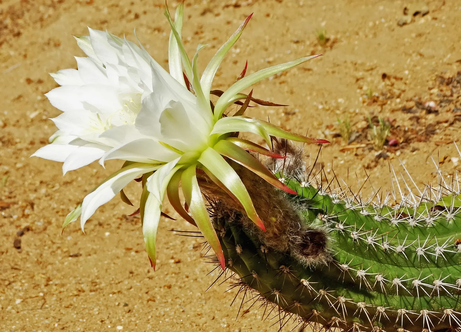Torch Cactus (Echinopsis Candicans) — cactus with white blooms; scientifically known as Echinopsis candicans, image 63