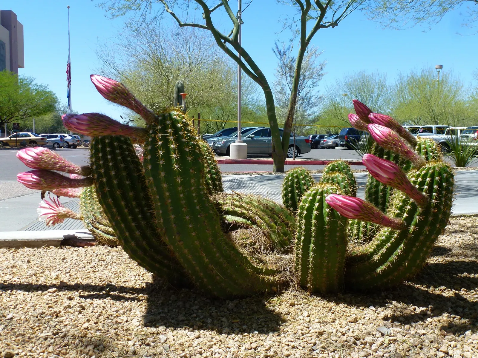 Torch Cactus (Echinopsis Candicans) — providing both aesthetic charm and ecological benefits to the garden ecosystem