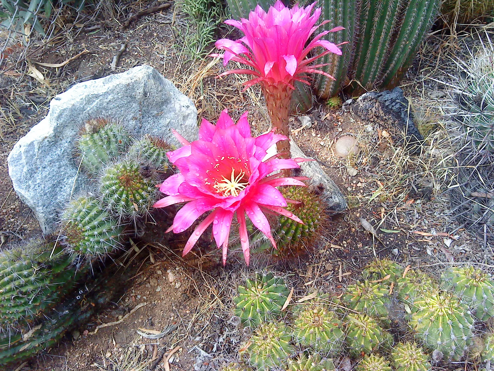 Torch Cactus (Echinopsis Candicans) — is a remarkable specimen that adds a striking visual interest to any landscape design; white flowers in the, image 103