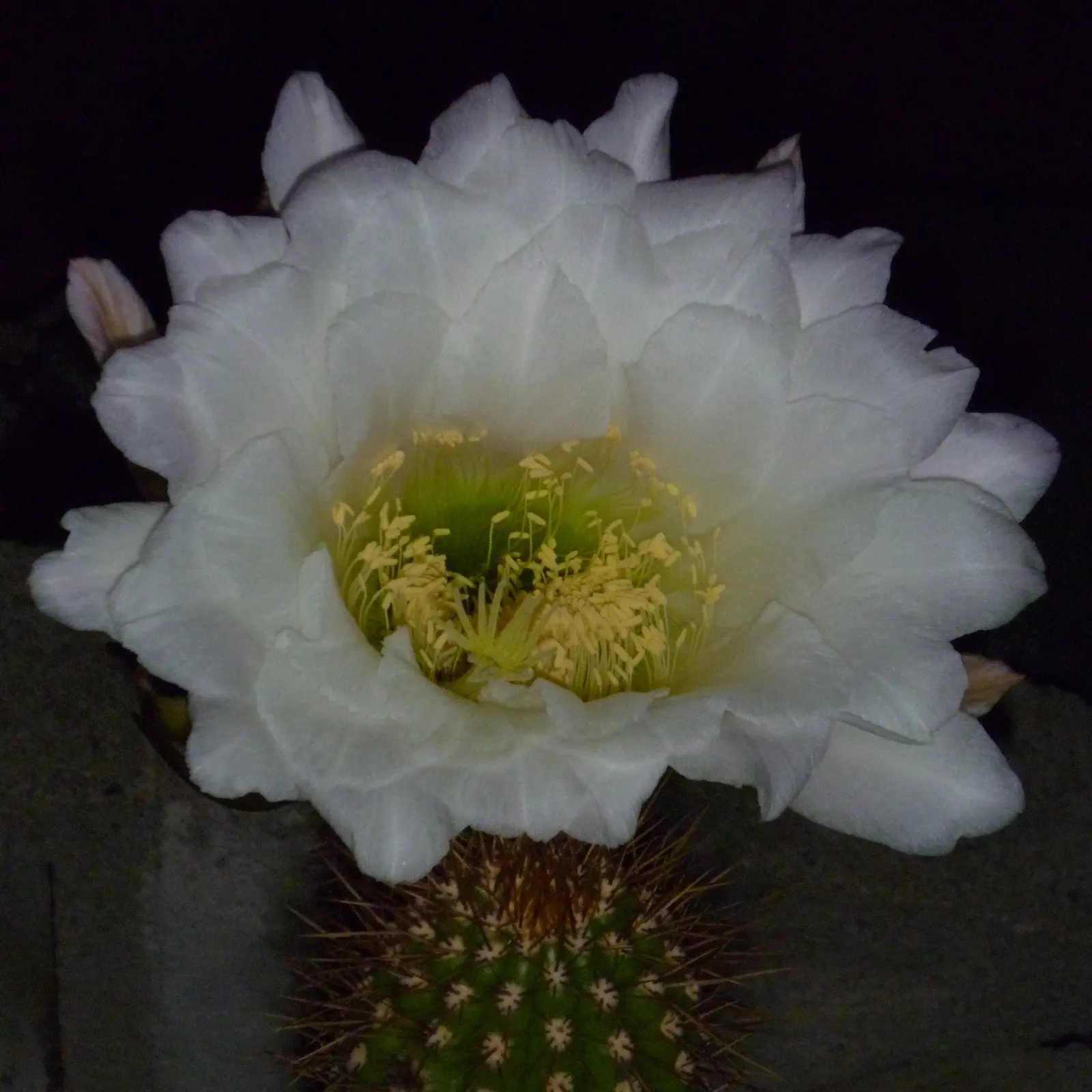 Torch Cactus (Echinopsis Candicans) — although partial shade is tolerable; known for its robust, white flowers, it impresses with a 6-8 inch bloom, image 106