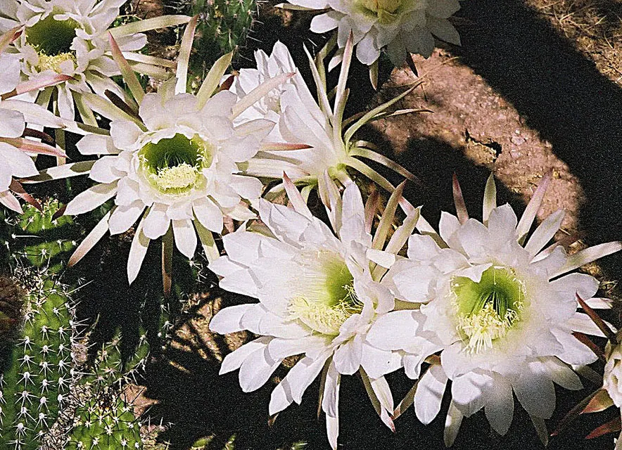 Torch Cactus (Echinopsis Candicans) — although partial shade is tolerable; known for its robust, white flowers, it impresses with a 6-8 inch bloom, image 138