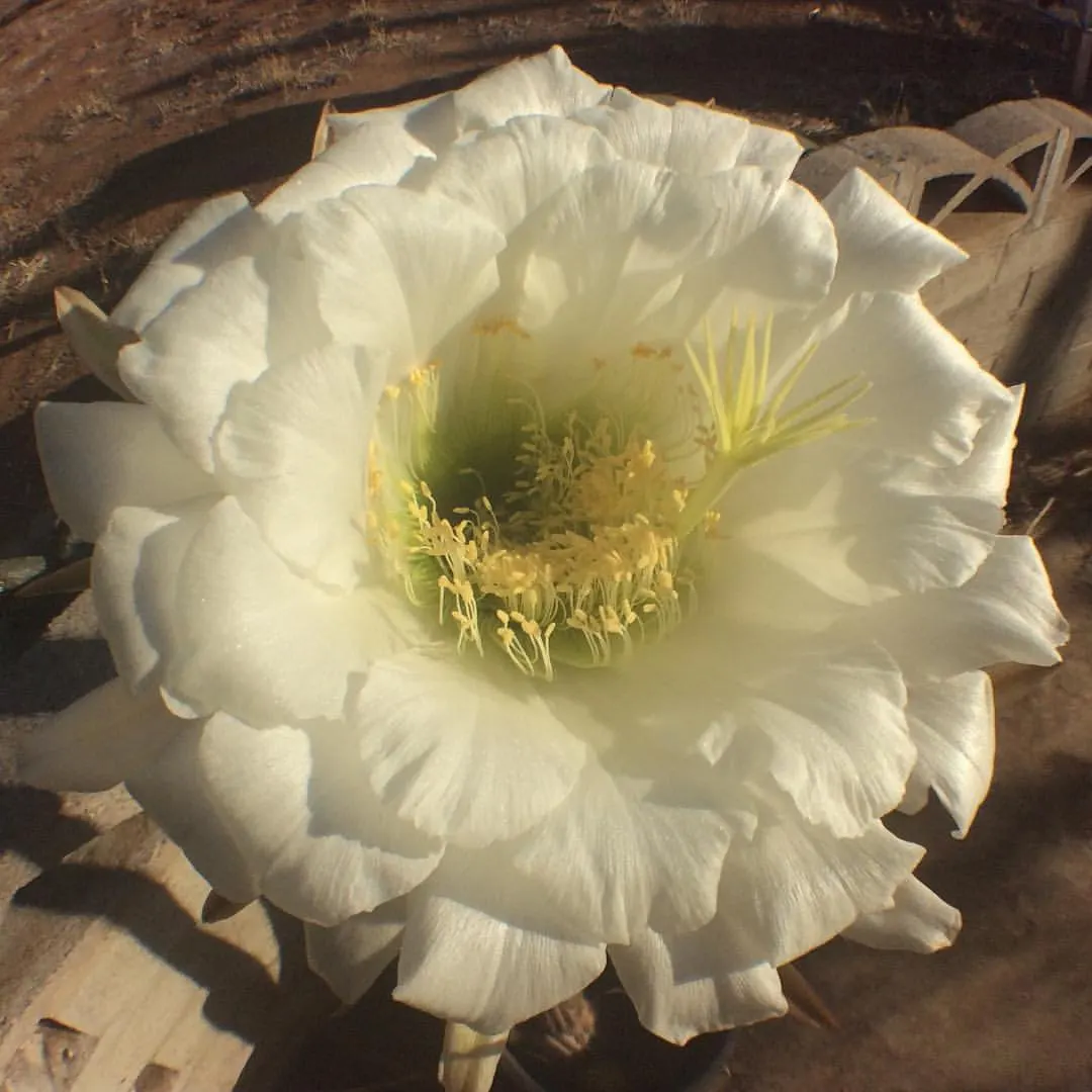 Torch Cactus (Echinopsis Candicans) — green base that expands to 24 inches wide; this low-maintenance cactus is drought-resistant