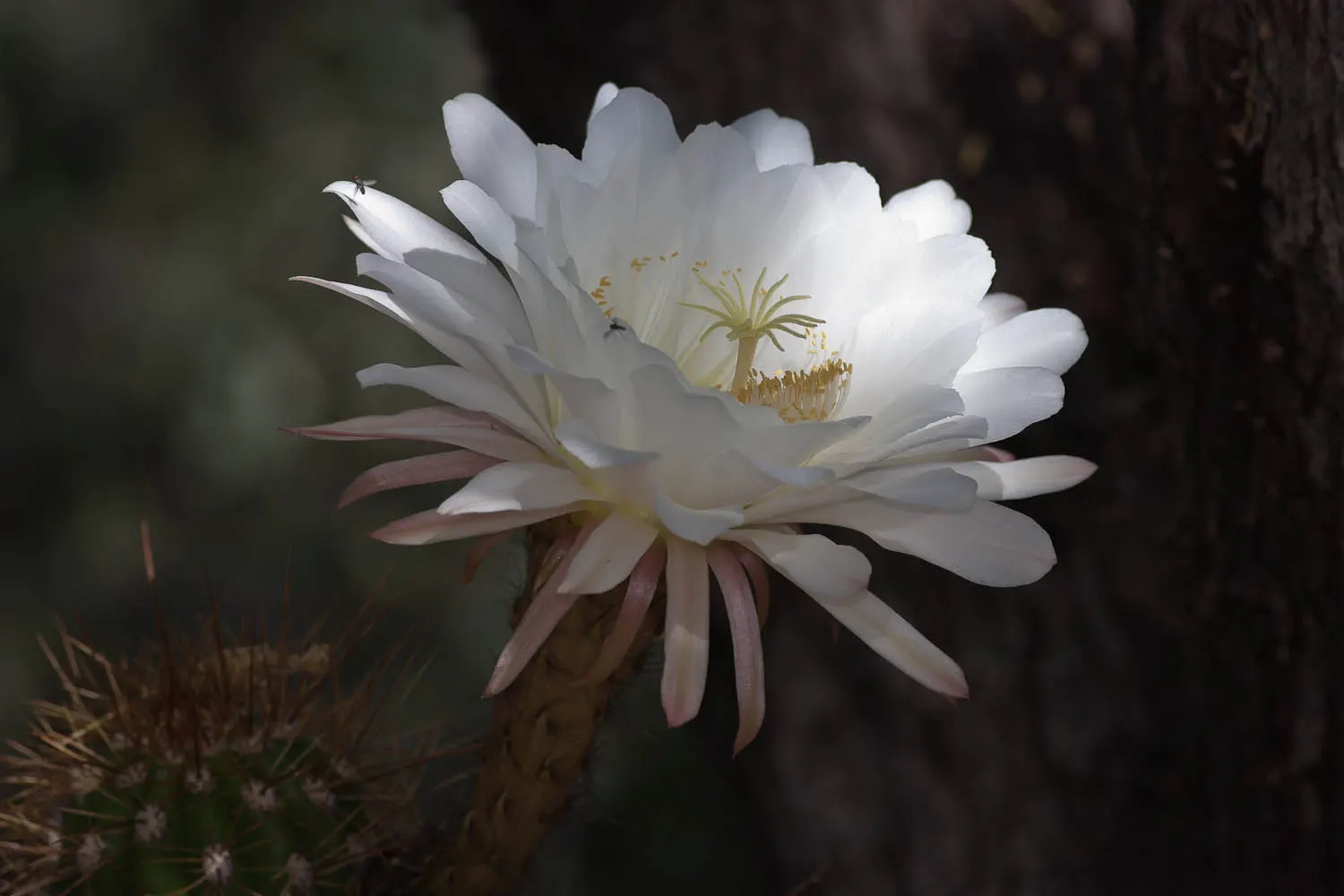 Torch Cactus (Echinopsis Candicans) — the blooms can measure up to an astounding 8 inches in diameter; the Torch Cactus proves to be an alluring, image 121