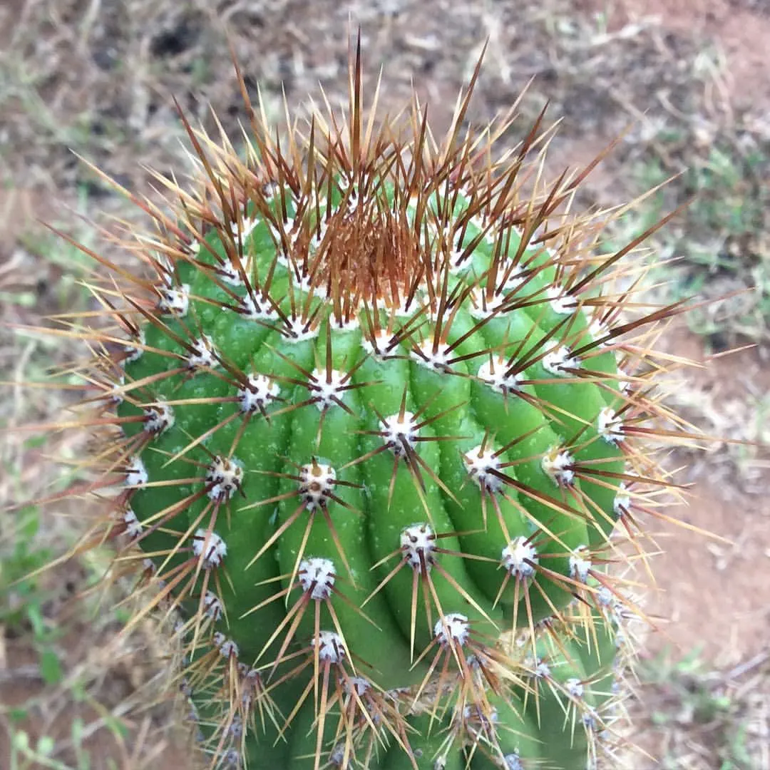 Torch Cactus (Echinopsis Candicans) — It reaches a modest 24-36 inches in height, making it an ideal focal point for low-maintenance gardens; cactus for half