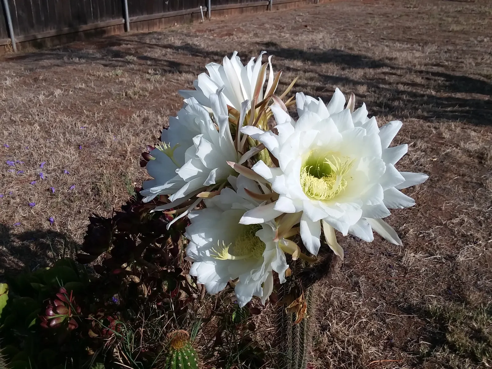 Torch Cactus (Echinopsis Candicans) — although partial shade is tolerable; known for its robust, white flowers, it impresses with a 6-8 inch bloom, image 122