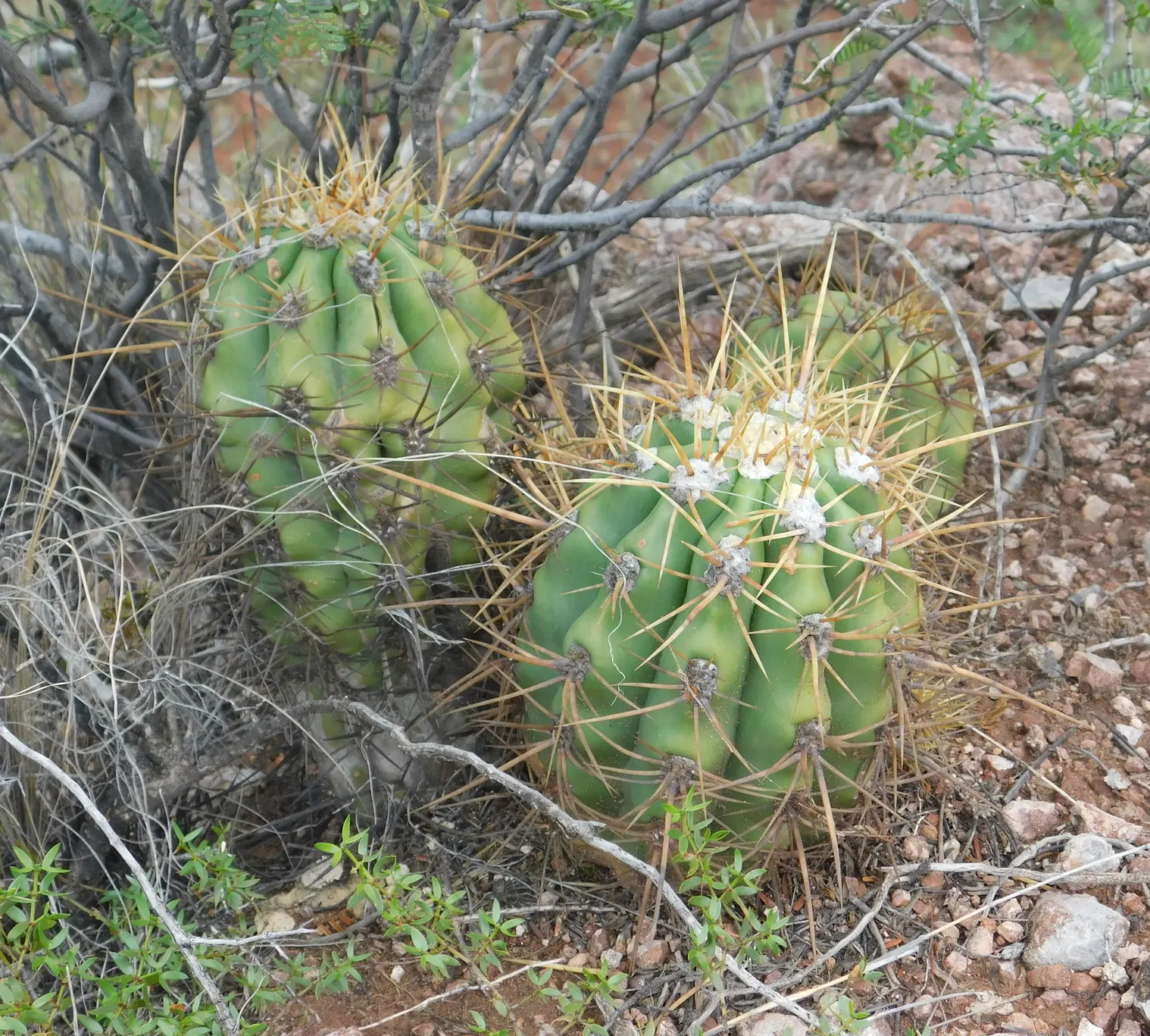Torch Cactus (Echinopsis Candicans) — the Torch Cactus proves to be an alluring addition; the Torch Cactus (Echinopsis candicans) is a stunning, image 60