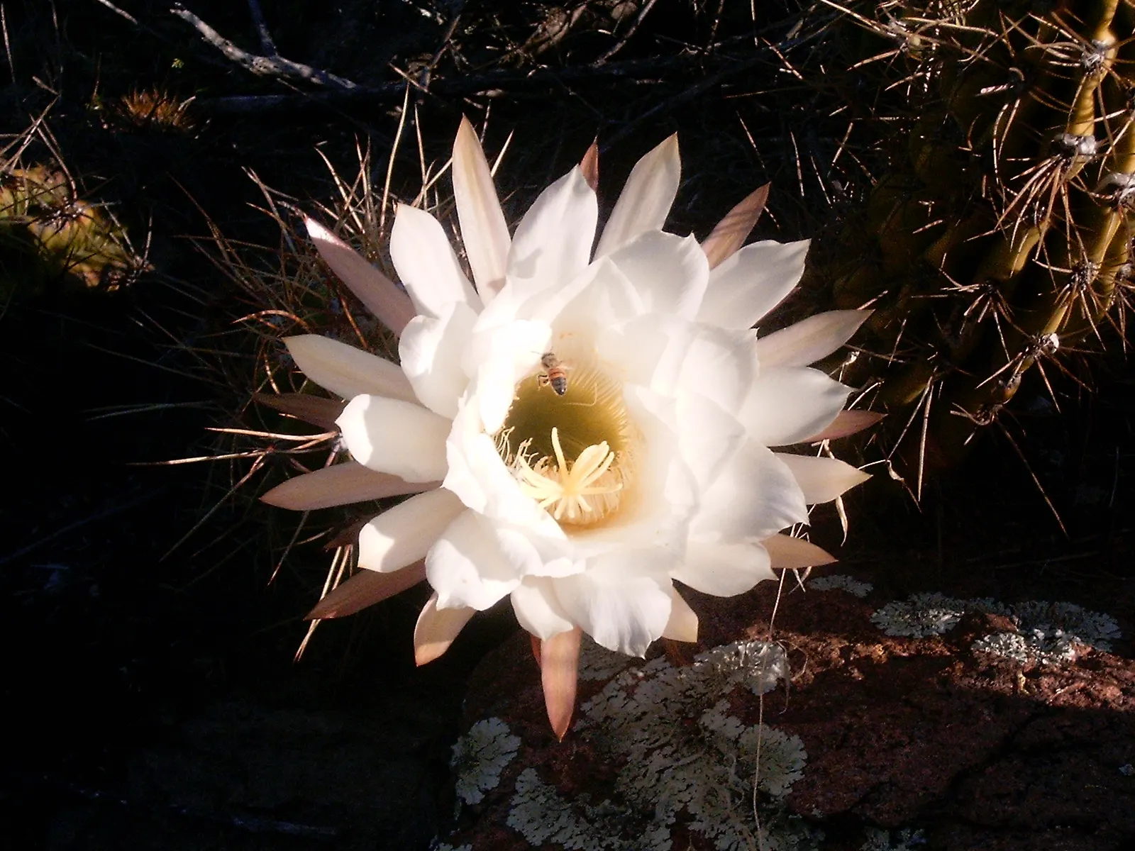 Torch Cactus (Echinopsis Candicans) — scientifically known as Echinopsis candicans