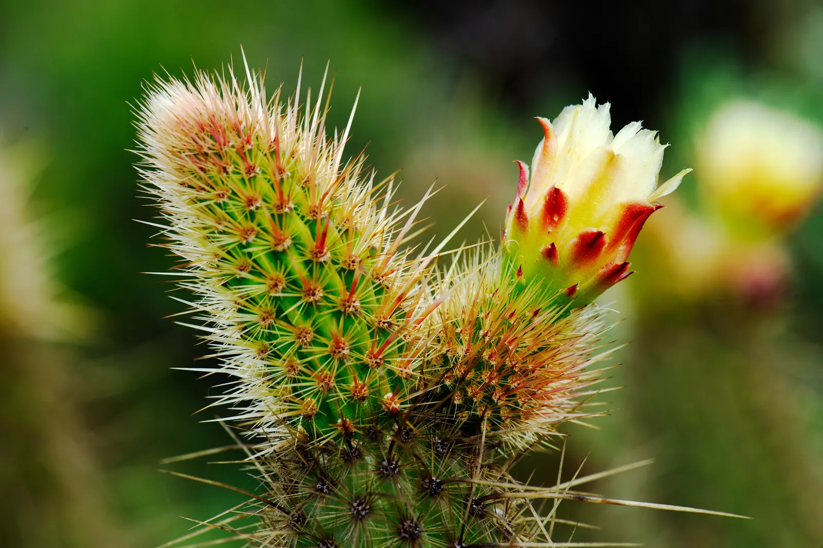 Torch Cactus (Echinopsis Candicans) — green base that expands to 24 inches wide; this low-maintenance cactus is drought-resistant, image 146