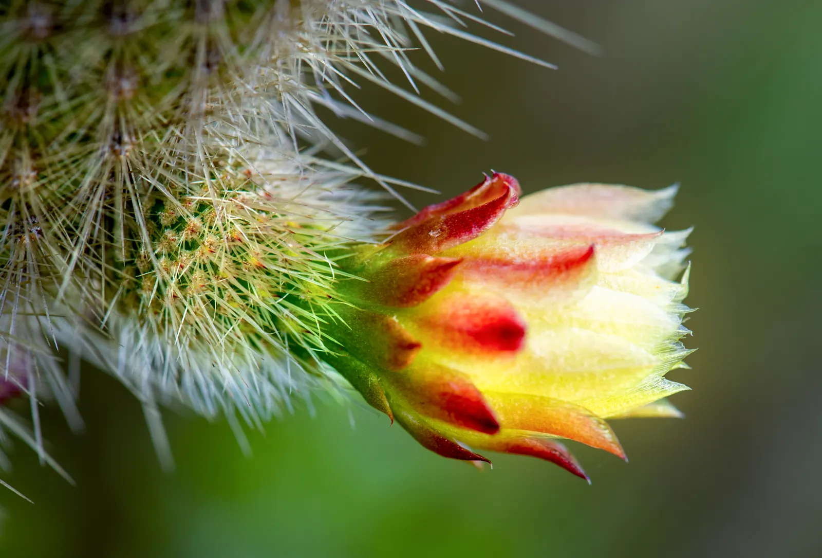 Torch Cactus (Echinopsis Candicans) — Known for its robust, white flowers, it impresses with a 6-8 inch bloom diameter; green base that expands to, image 83