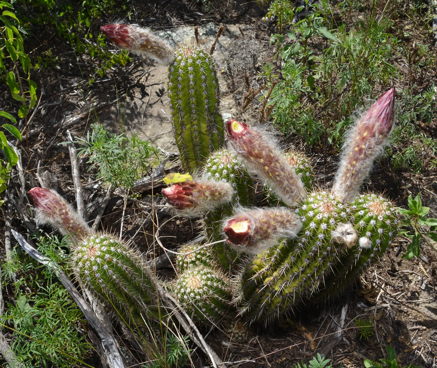 Torch Cactus (Echinopsis Candicans) — providing both aesthetic charm and ecological benefits to the garden ecosystem; white flowers that bloom, image 93