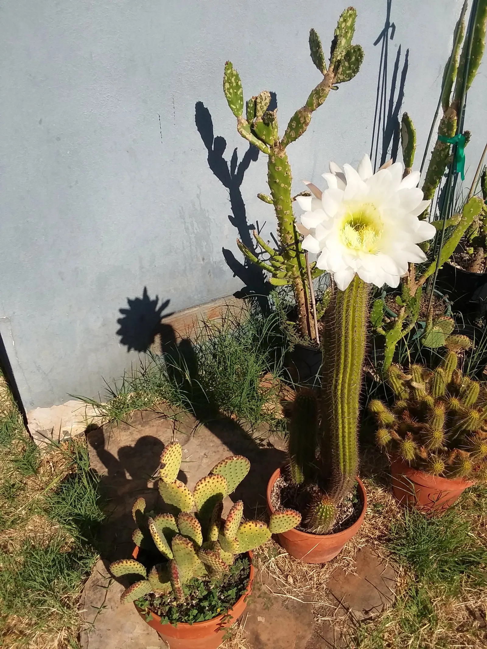Torch Cactus (Echinopsis Candicans) — It reaches a modest 24-36 inches in height, making it an ideal focal point for low-maintenance gardens, image 69