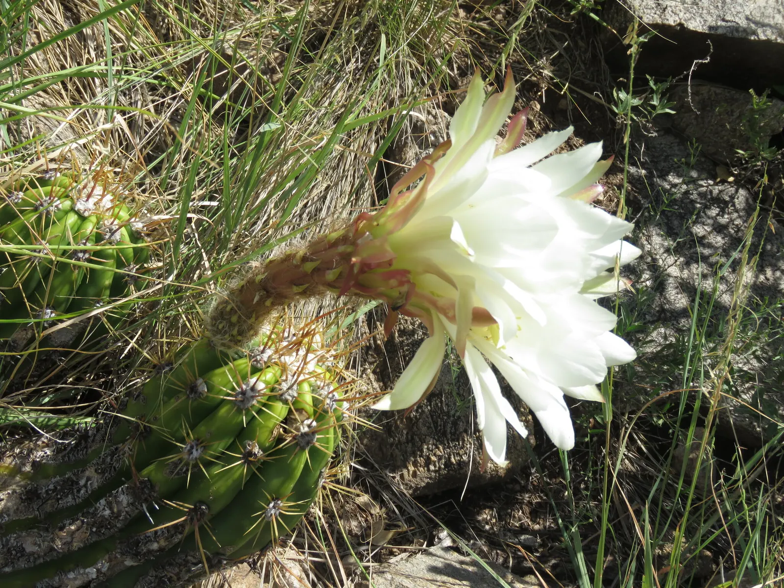 Torch Cactus (Echinopsis Candicans) — white flowers that bloom predominantly at night and occasionally extend into the early morning hours; it, image 40
