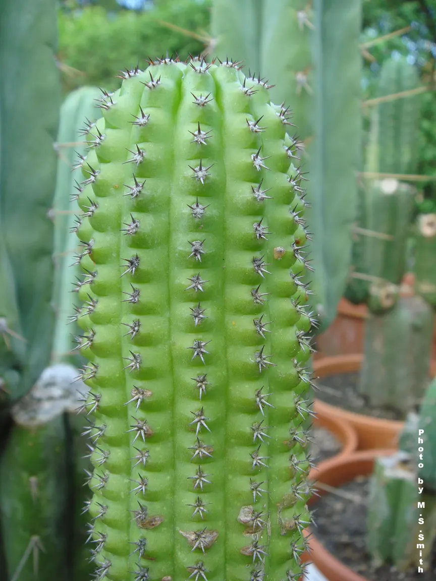 Torch Cactus (Echinopsis Candicans) — cactus with white blooms; scientifically known as Echinopsis candicans, image 79