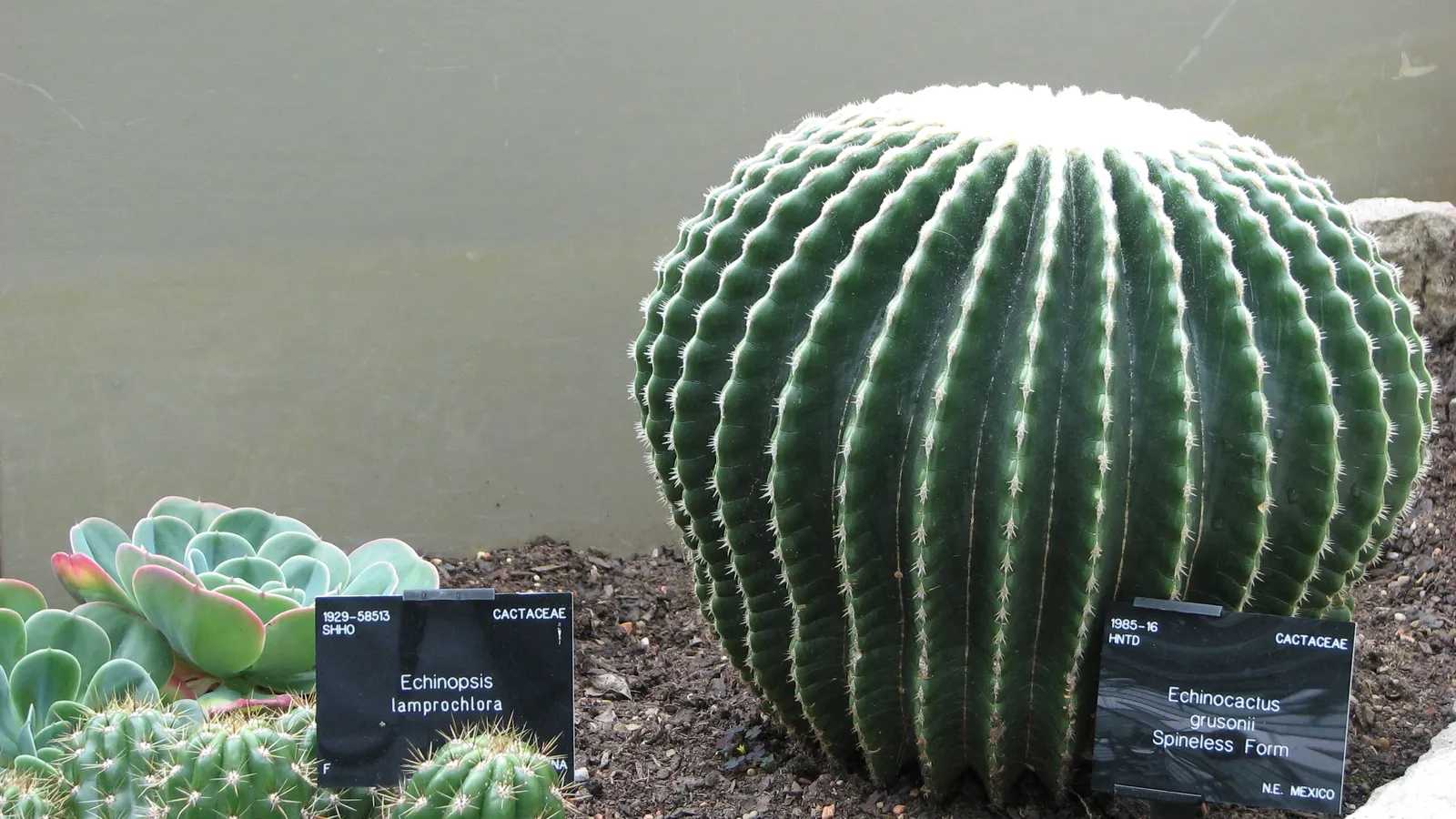 Torch Cactus (Echinopsis Candicans) — the blooms can measure up to an astounding 8 inches in diameter; the Torch Cactus proves to be an alluring addition