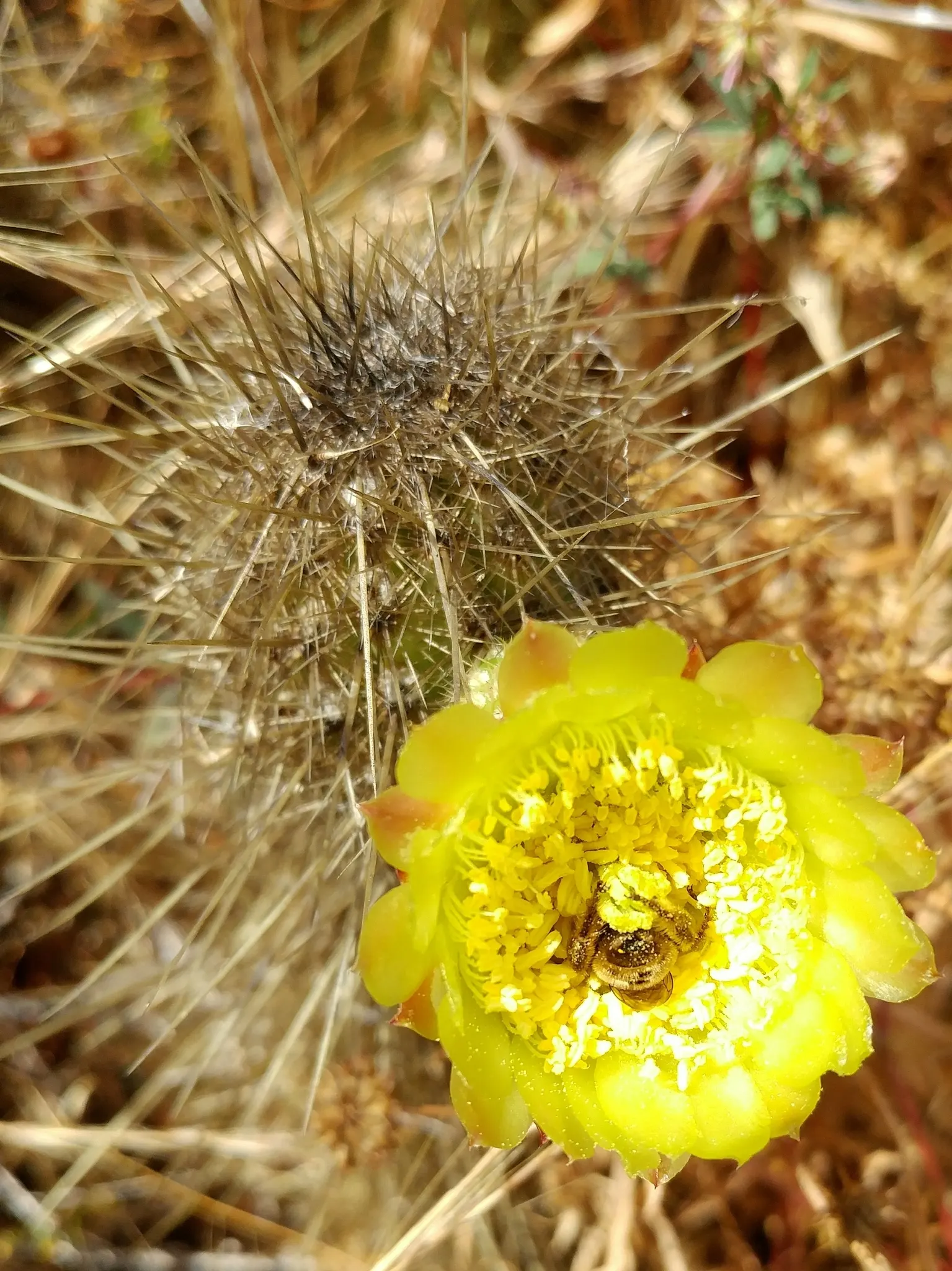 Torch Cactus (Echinopsis Candicans) — The Torch Cactus (Echinopsis candicans) is a stunning Argentine native featuring a globular; this hardy, image 129