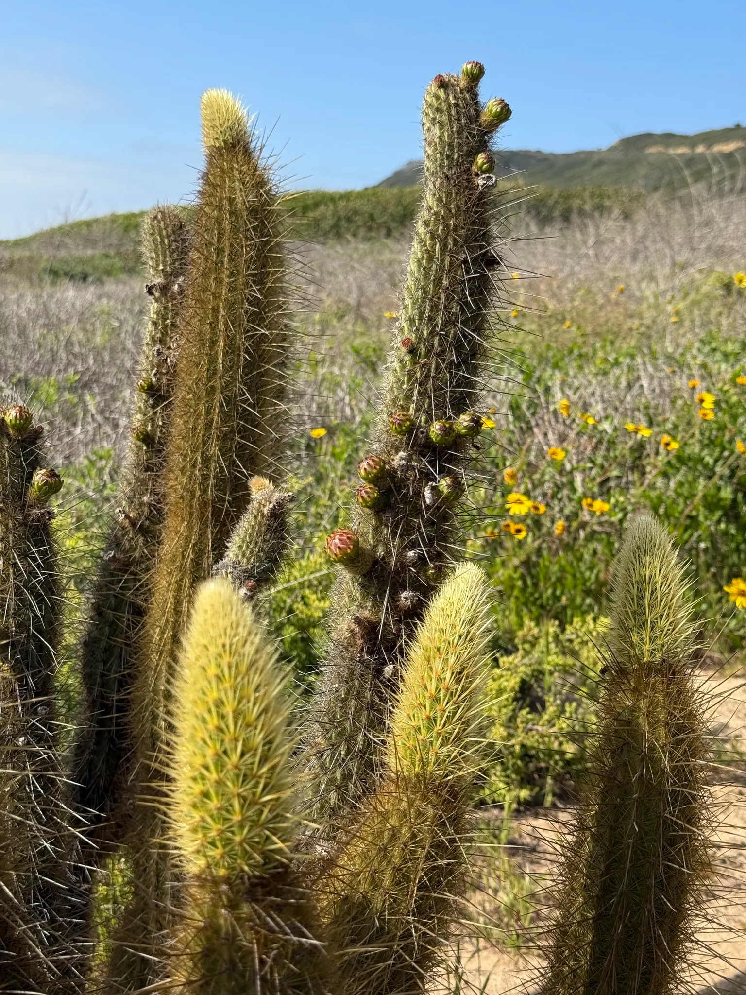 Torch Cactus (Echinopsis Candicans) — the Torch Cactus proves to be an alluring addition; the Torch Cactus (Echinopsis candicans) is a stunning, image 44