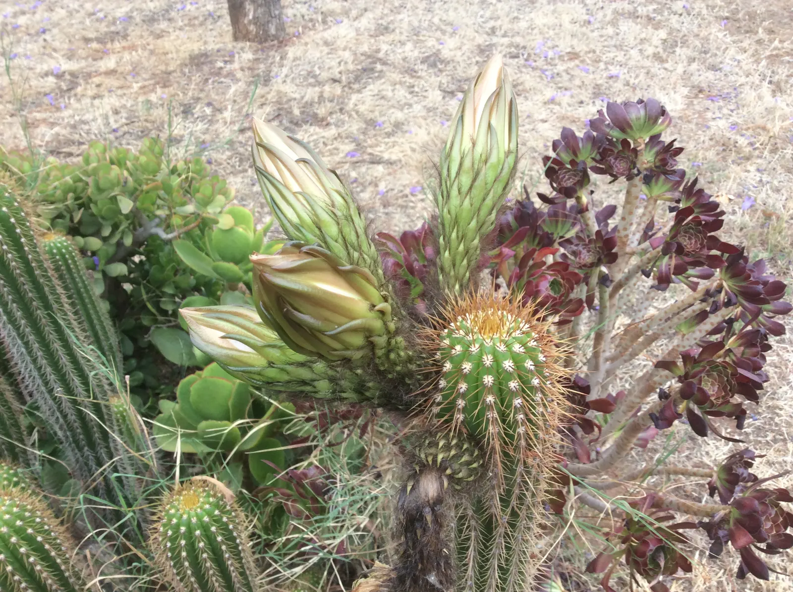 Torch Cactus (Echinopsis Candicans) — is a remarkable specimen that adds a striking visual interest to any landscape design; white flowers in the, image 39