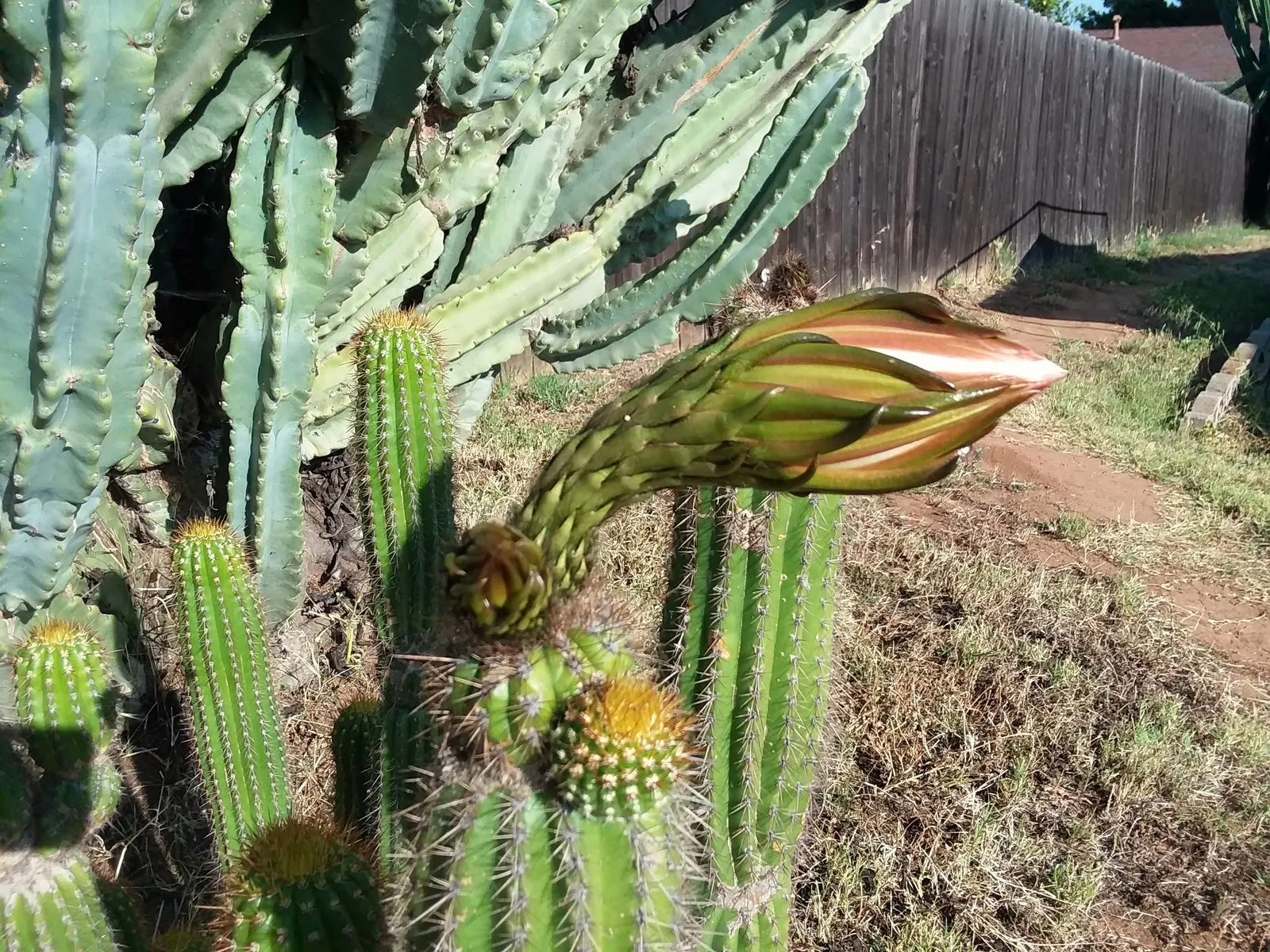 Torch Cactus (Echinopsis Candicans) — This low-maintenance cactus is drought-resistant; although partial shade is tolerable, image 91