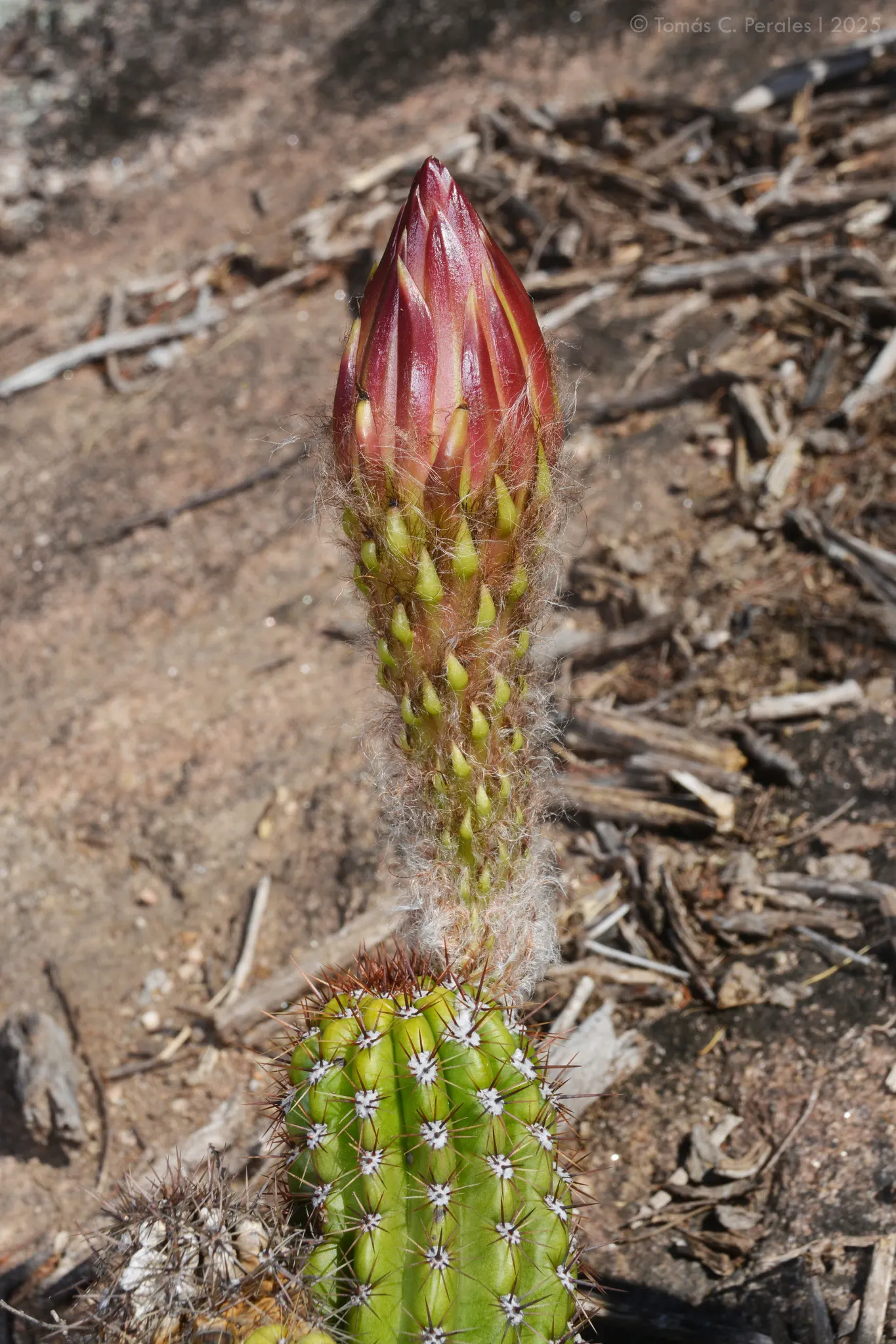Torch Cactus (Echinopsis Candicans) — green base that expands to 24 inches wide; this low-maintenance cactus is drought-resistant, image 114
