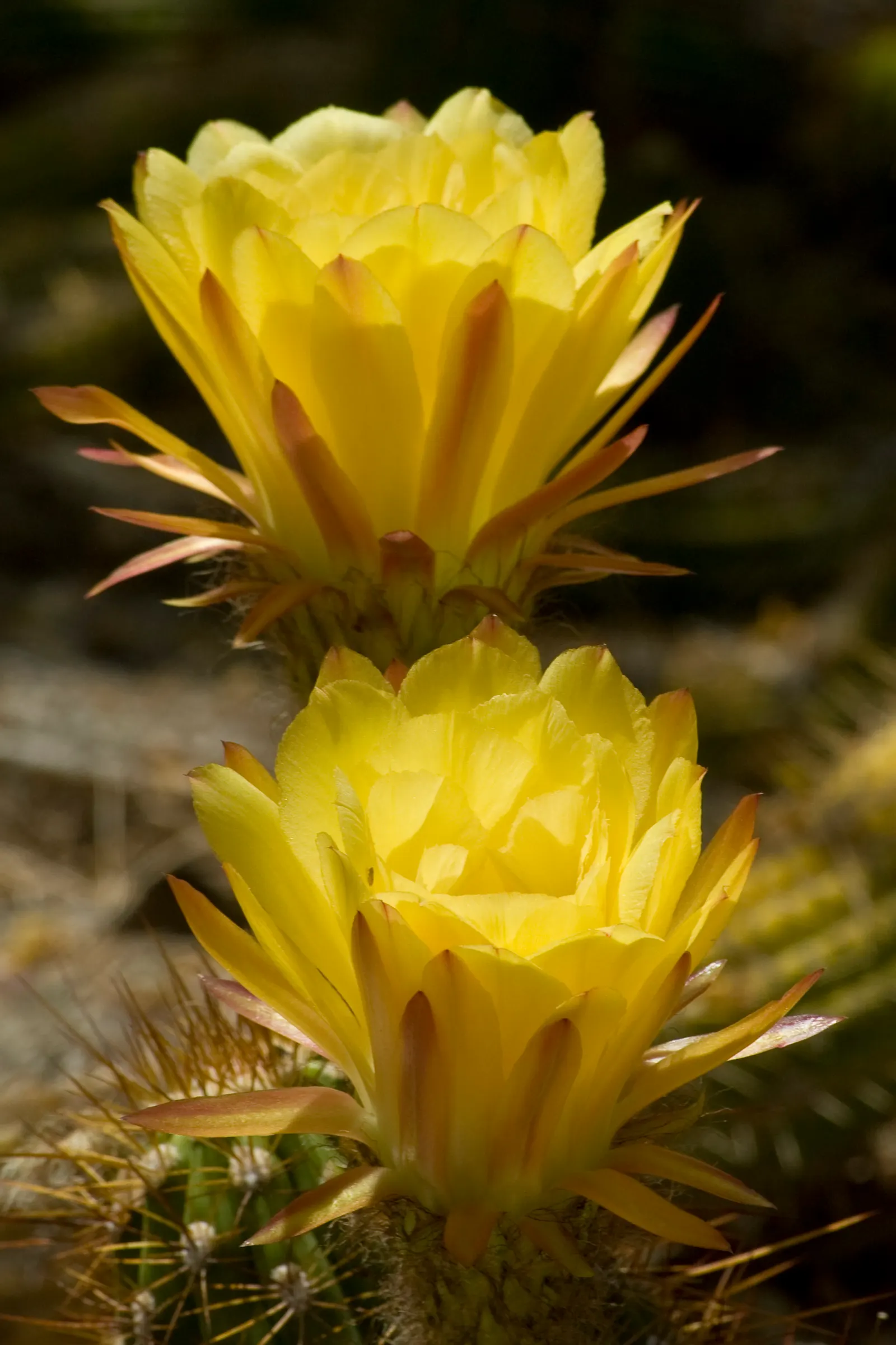 Torch Cactus (Echinopsis Candicans) — although partial shade is tolerable