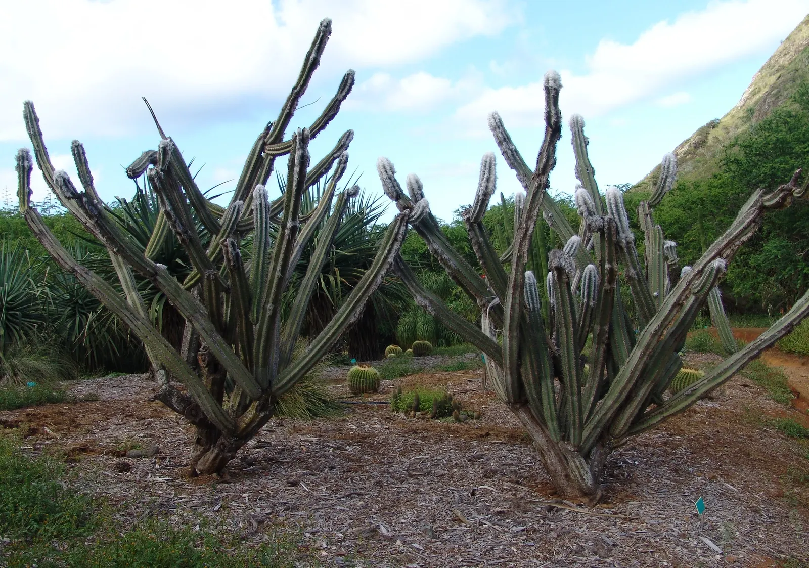 Torch Cactus (Echinopsis Candicans) — green base that expands to 24 inches wide; this low-maintenance cactus is drought-resistant, image 130