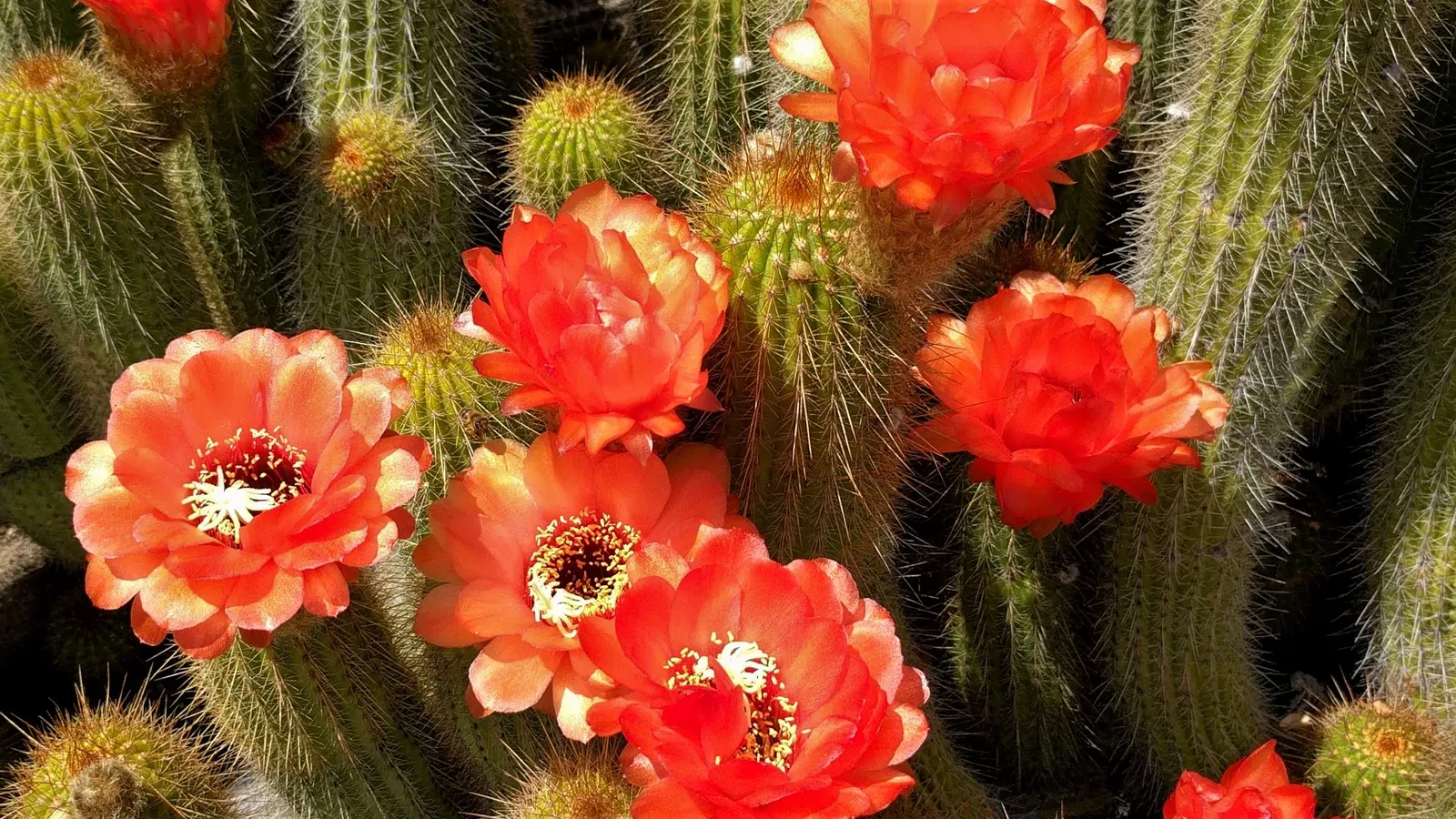 Torch Cactus (Echinopsis Candicans) — The Torch Cactus (Echinopsis candicans) is a stunning Argentine native featuring a globular; this hardy, image 81