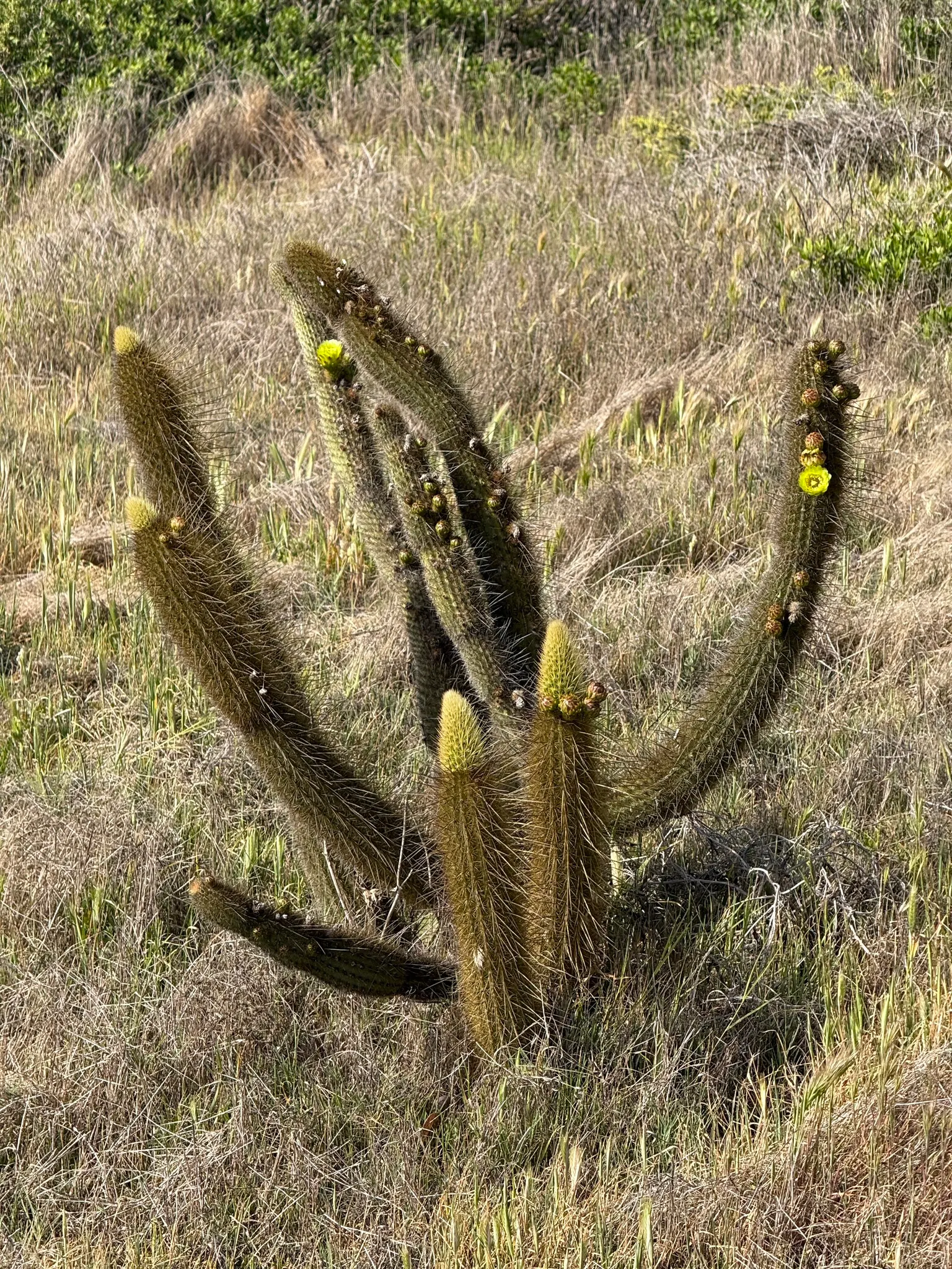 Torch Cactus (Echinopsis Candicans) — The Torch Cactus (Echinopsis candicans) is a stunning Argentine native featuring a globular; this hardy, image 65