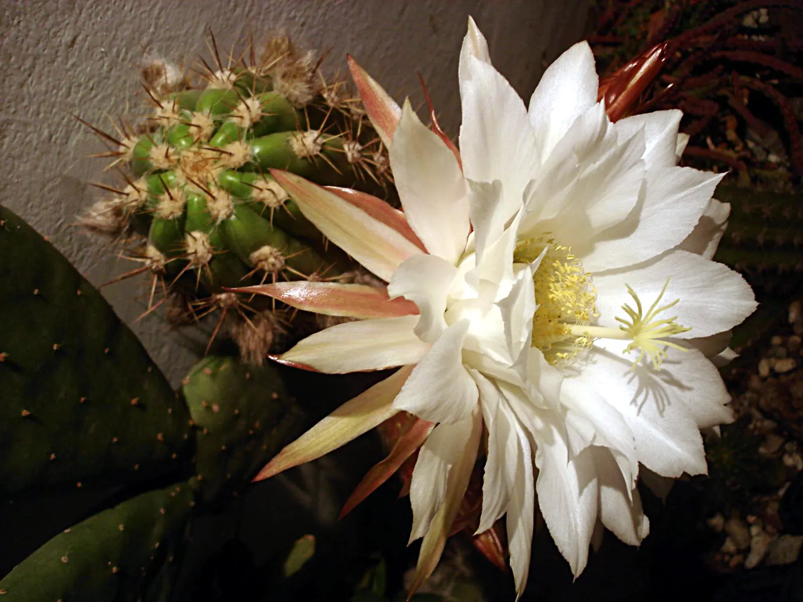 Torch Cactus (Echinopsis Candicans) — white flowers that bloom predominantly at night and occasionally extend into the early morning hours; it, image 136