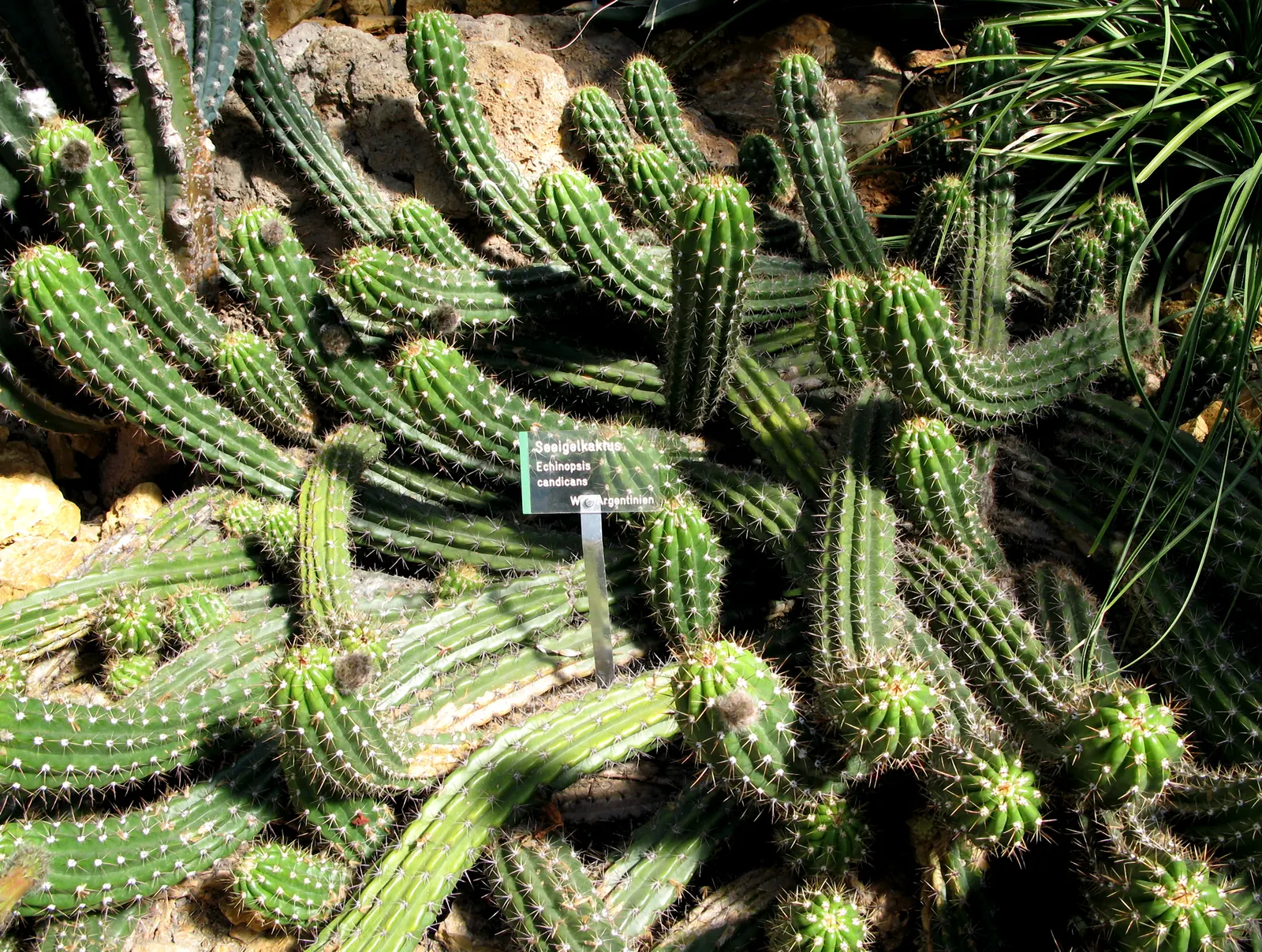 Torch Cactus (Echinopsis Candicans) — This low-maintenance cactus is drought-resistant; although partial shade is tolerable