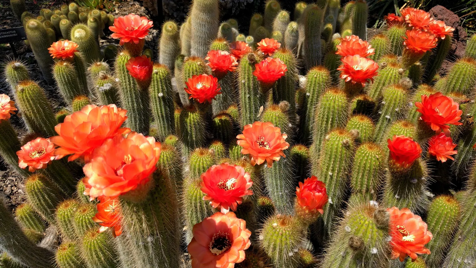Torch Cactus (Echinopsis Candicans) — Known for its robust, white flowers, it impresses with a 6-8 inch bloom diameter; green base that expands to 24 inches