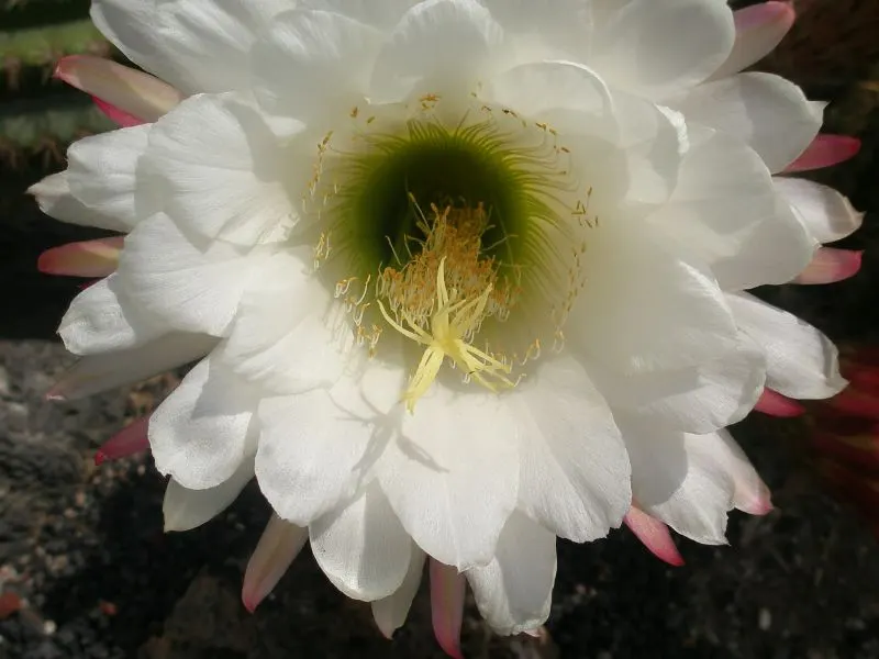 Torch Cactus (Echinopsis Candicans) — scientifically known as Echinopsis candicans; is a remarkable specimen that adds a striking visual interest, image 102
