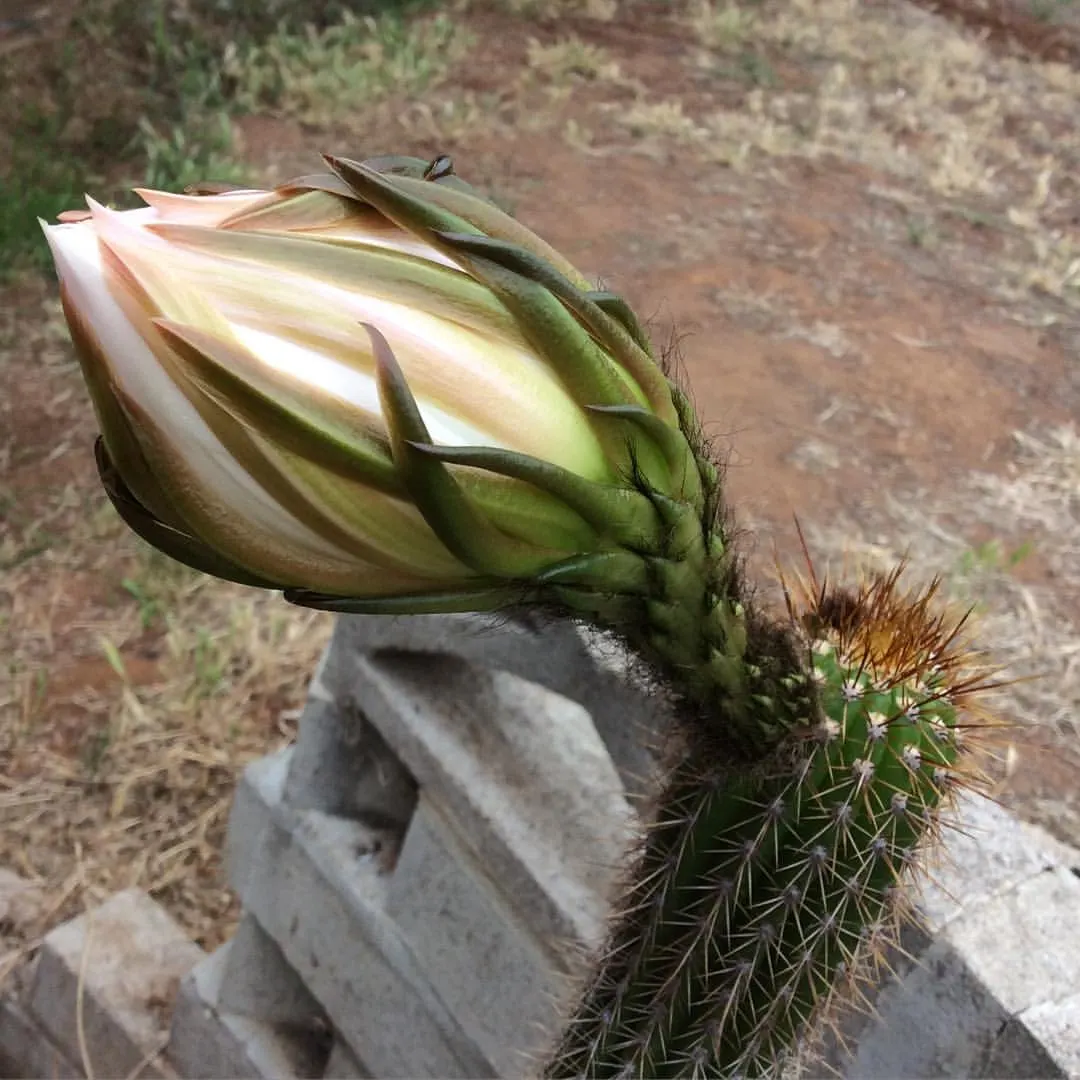 Torch Cactus (Echinopsis Candicans) — cactus with white blooms; scientifically known as Echinopsis candicans