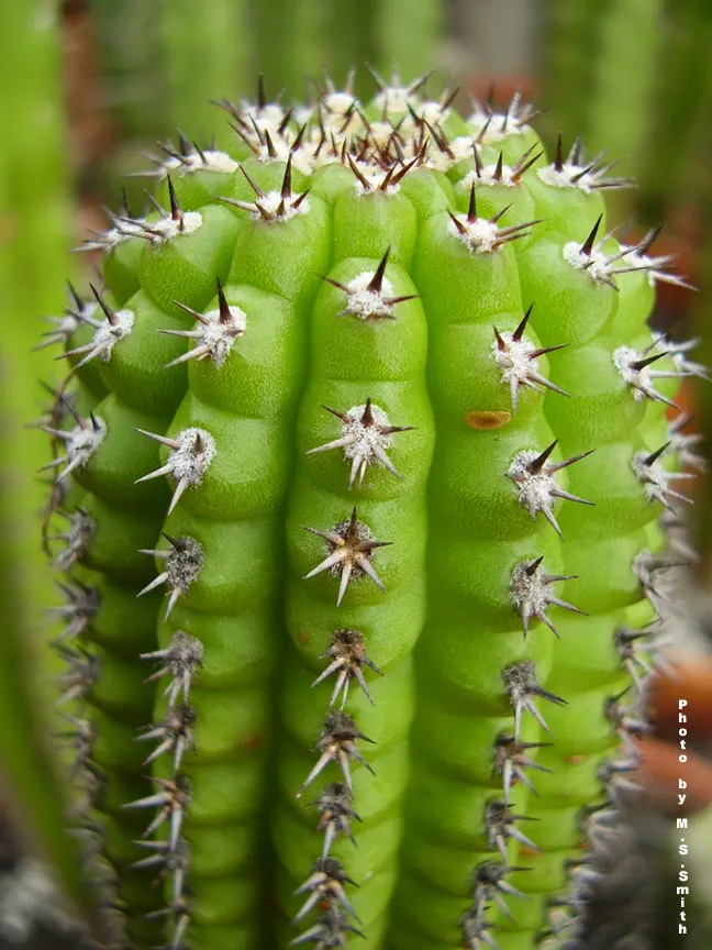 Torch Cactus (Echinopsis Candicans) — This hardy cactus thrives in arid climates, loves full sun, and provides a stark contrast to softer foliage, image 68