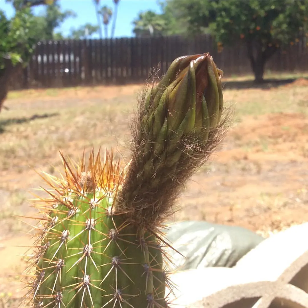 Torch Cactus (Echinopsis Candicans) — This low-maintenance cactus is drought-resistant; although partial shade is tolerable, image 139