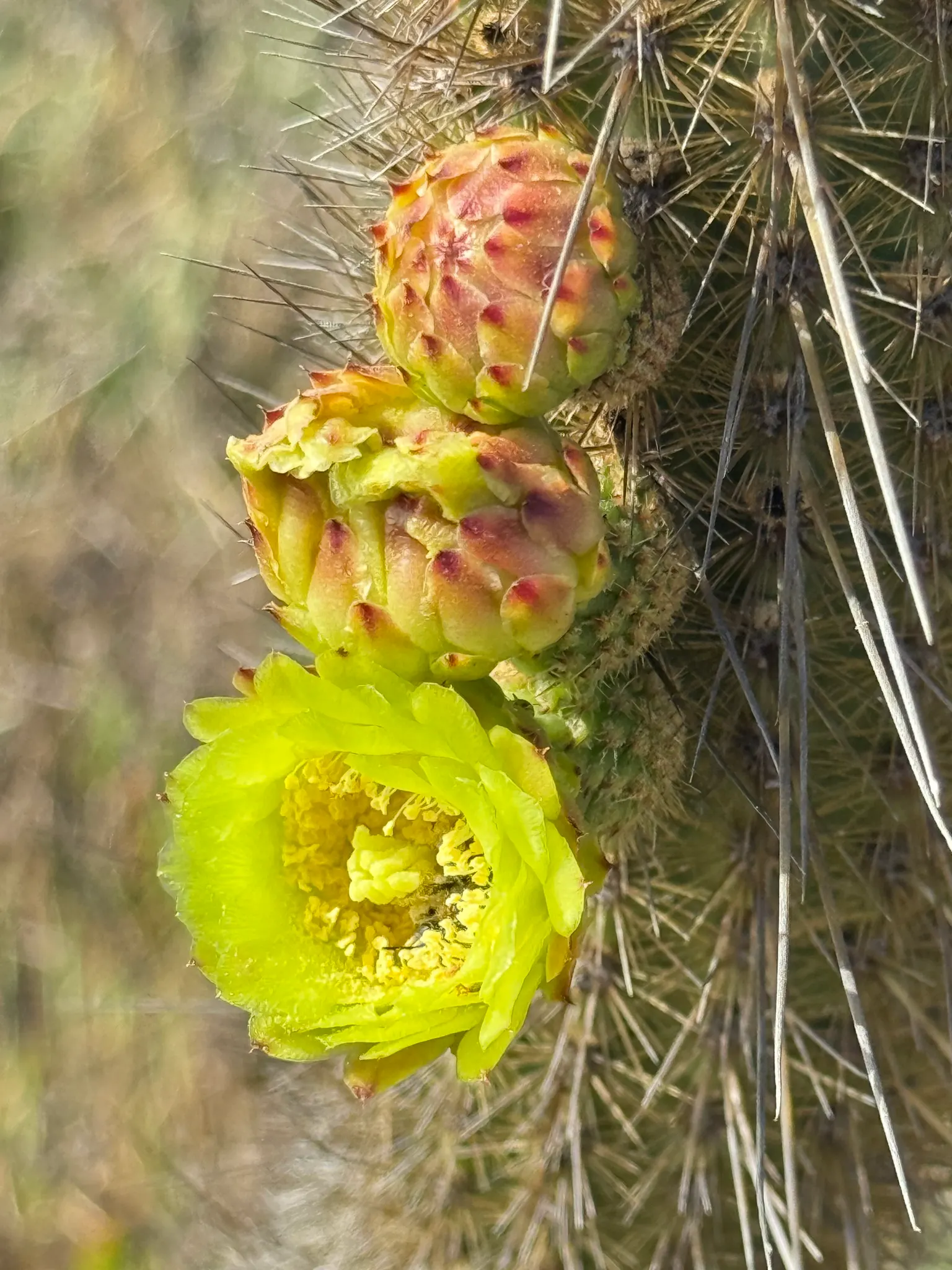 Torch Cactus (Echinopsis Candicans) — the blooms can measure up to an astounding 8 inches in diameter; the Torch Cactus proves to be an alluring, image 105