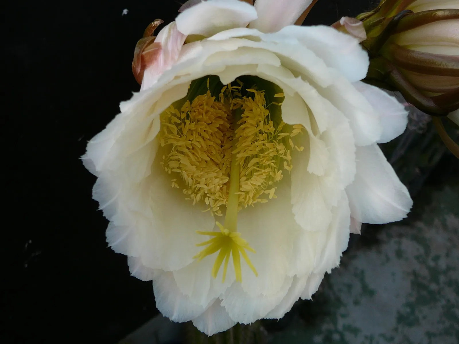 Torch Cactus (Echinopsis Candicans) — is a remarkable specimen that adds a striking visual interest to any landscape design; white flowers in the garden