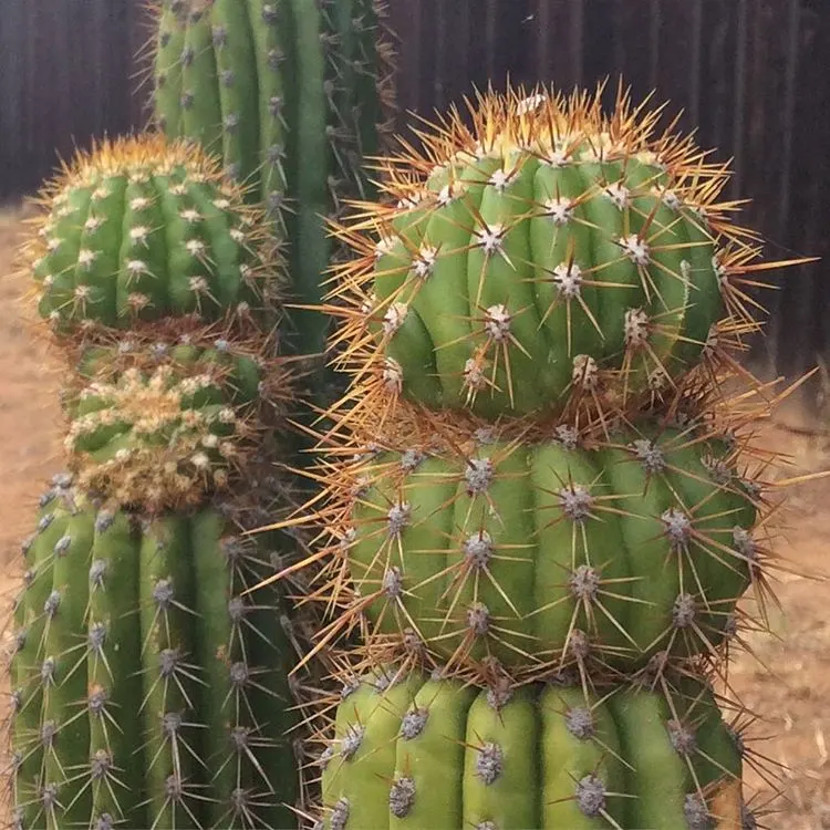 Torch Cactus (Echinopsis Candicans) — the blooms can measure up to an astounding 8 inches in diameter; the Torch Cactus proves to be an alluring, image 57