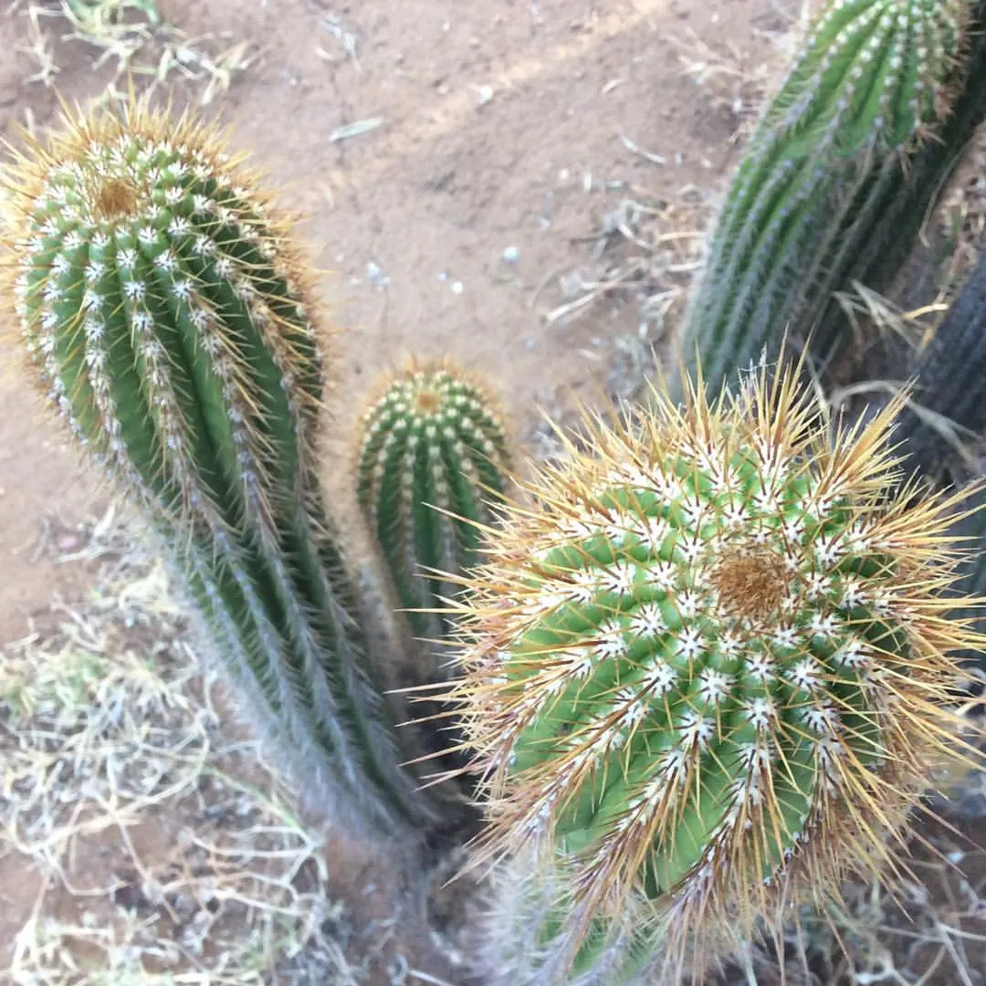 Torch Cactus (Echinopsis Candicans) — This hardy cactus thrives in arid climates, loves full sun, and provides a stark contrast to softer foliage, image 36