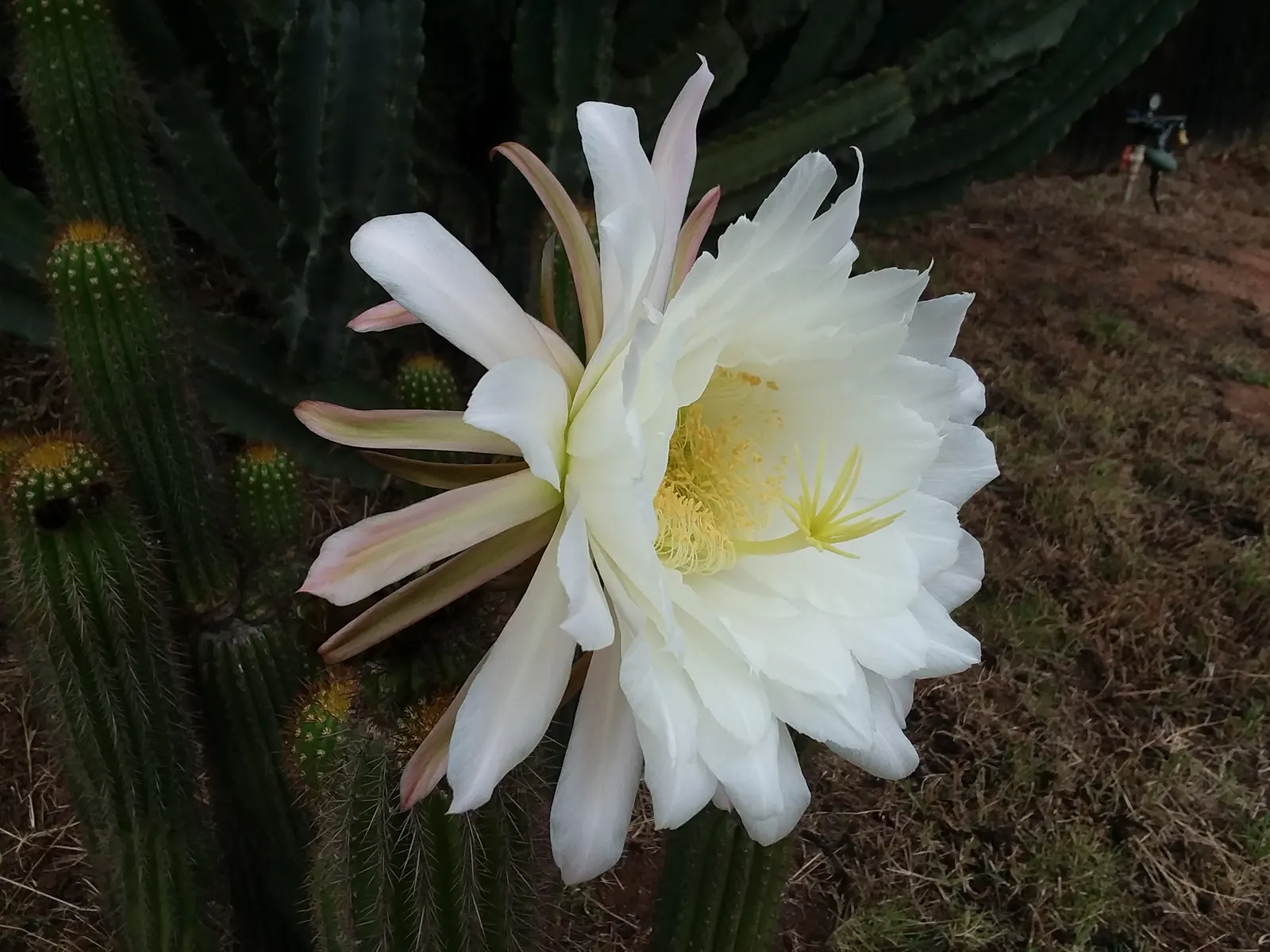 Torch Cactus (Echinopsis Candicans) — This hardy cactus thrives in arid climates, loves full sun, and provides a stark contrast to softer foliage, image 84