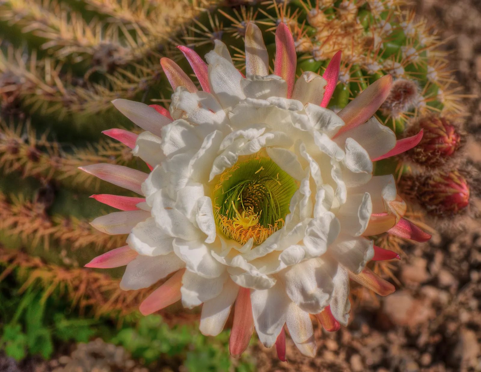 Torch Cactus (Echinopsis Candicans) — cactus for half; providing both aesthetic charm and ecological benefits to the garden ecosystem, image 144