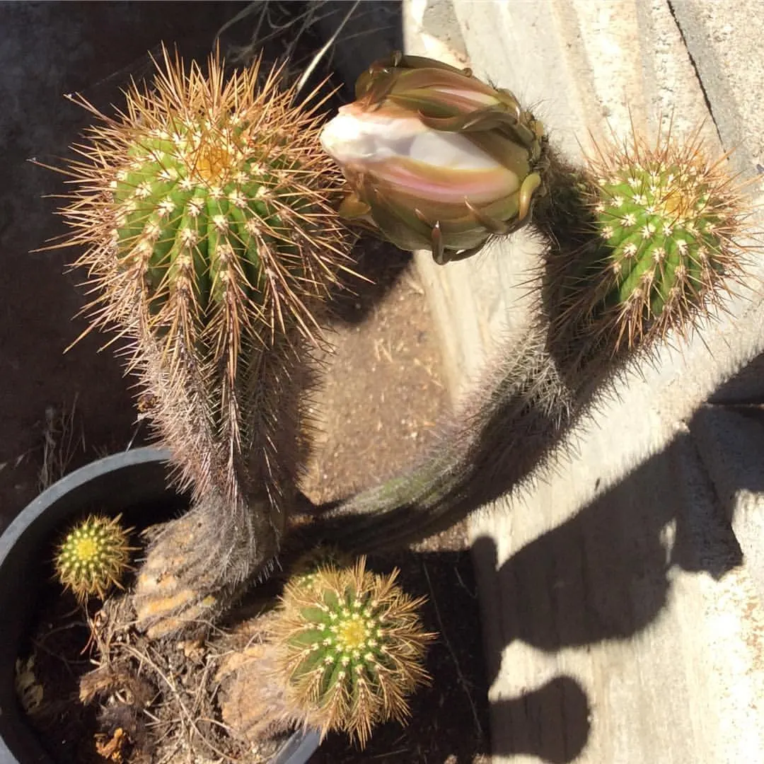 Torch Cactus (Echinopsis Candicans) — cactus for half; providing both aesthetic charm and ecological benefits to the garden ecosystem, image 112